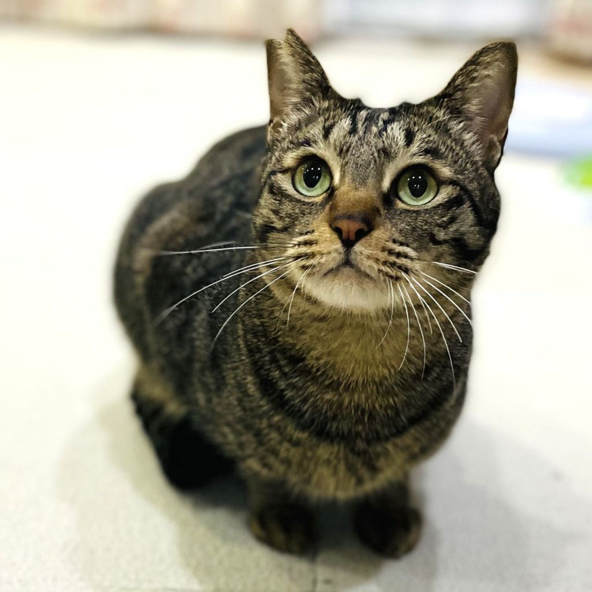 雑種（ミックス猫）・オスの里親募集の写真