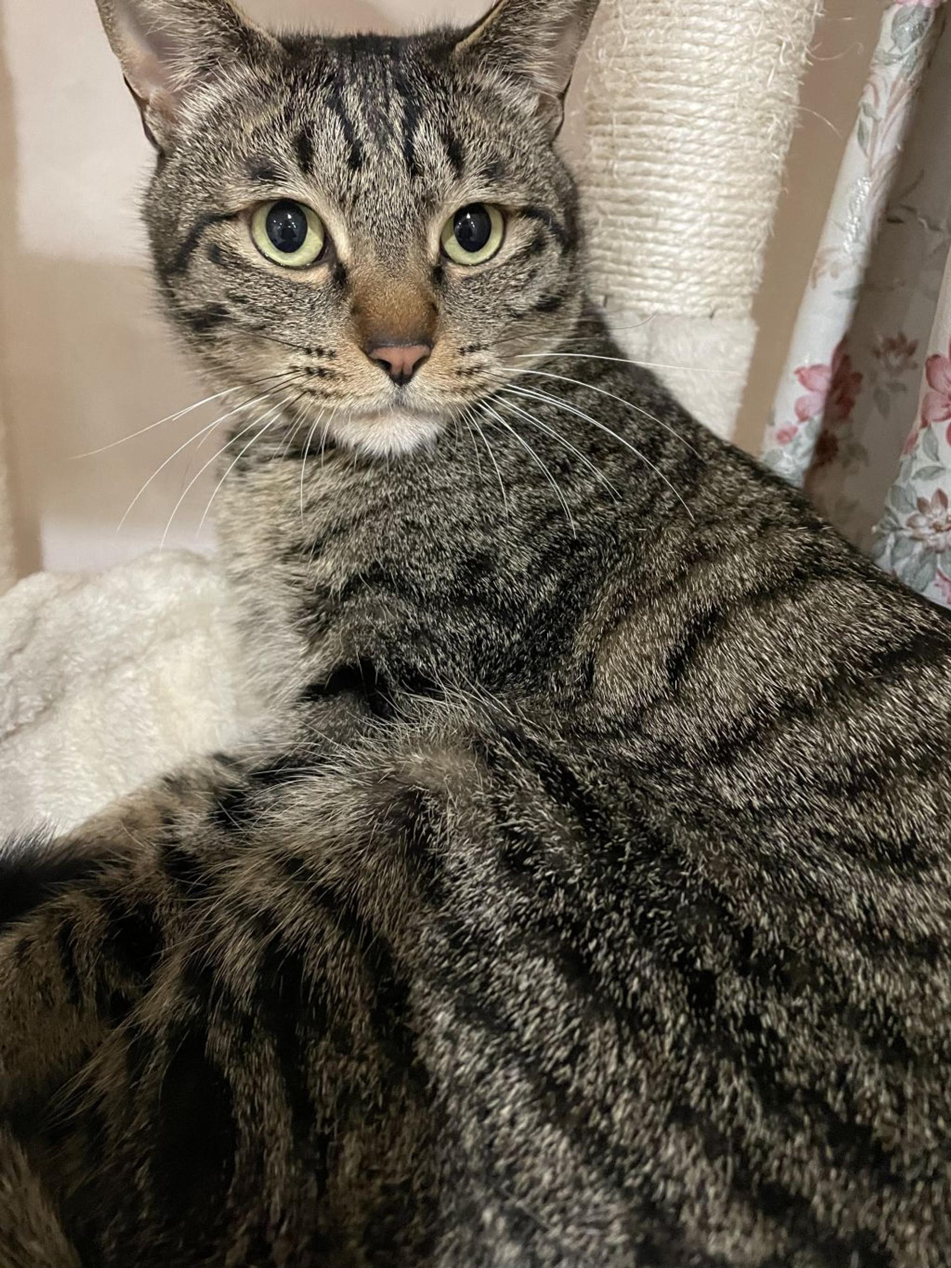 pet-image-2
