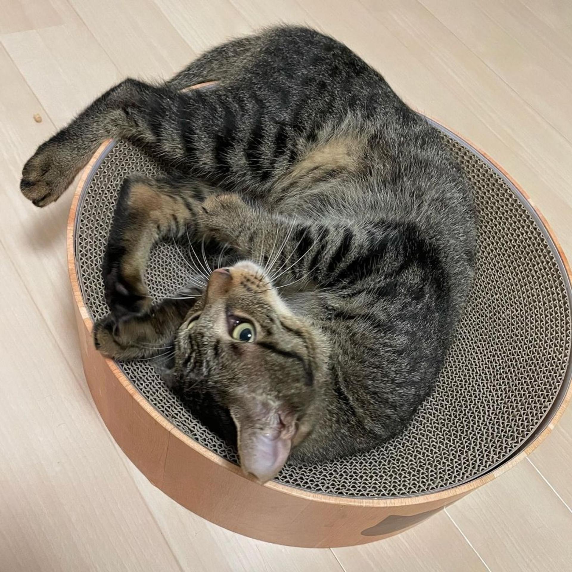 pet-image-5