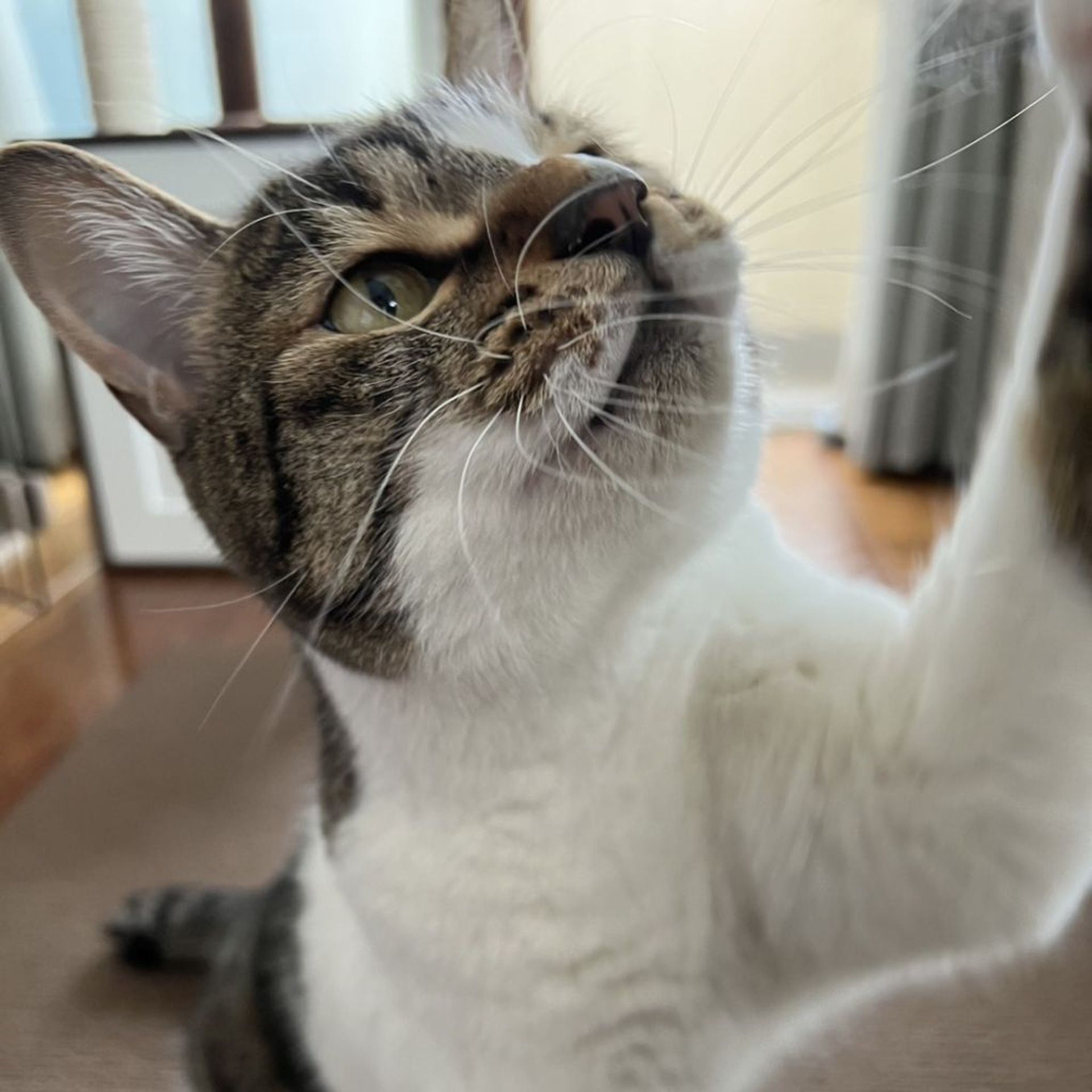雑種（ミックス猫）・オスの里親募集の写真