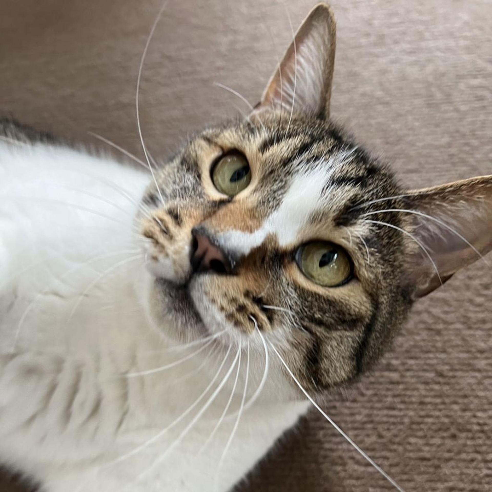 pet-image-2