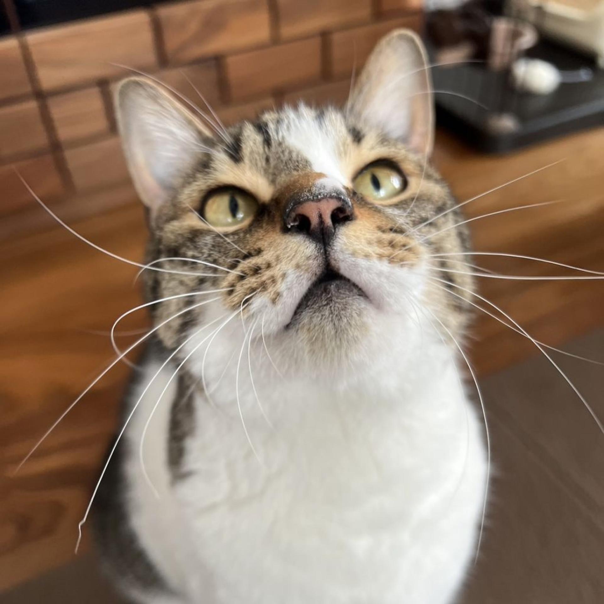 pet-image-5