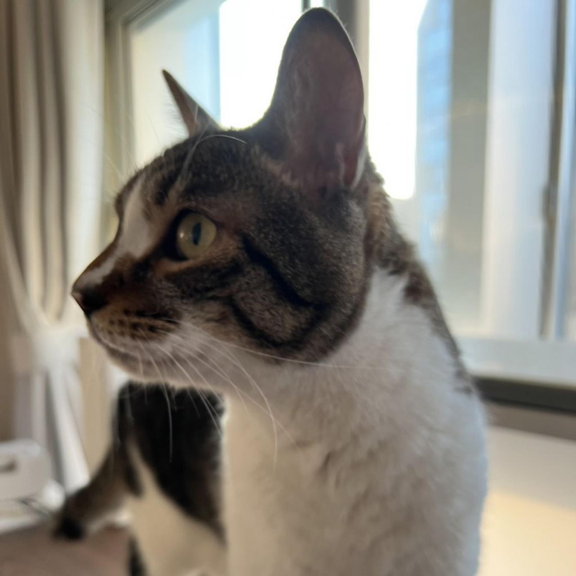 pet-image-7