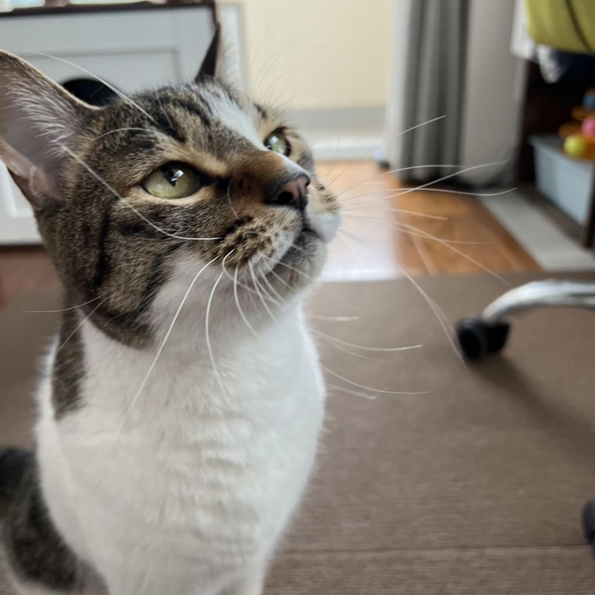pet-image-8