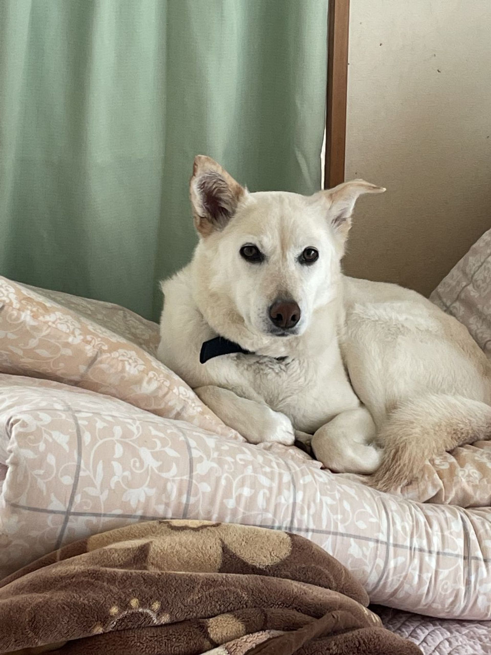 雑種（ミックス犬）・メスの里親募集の写真