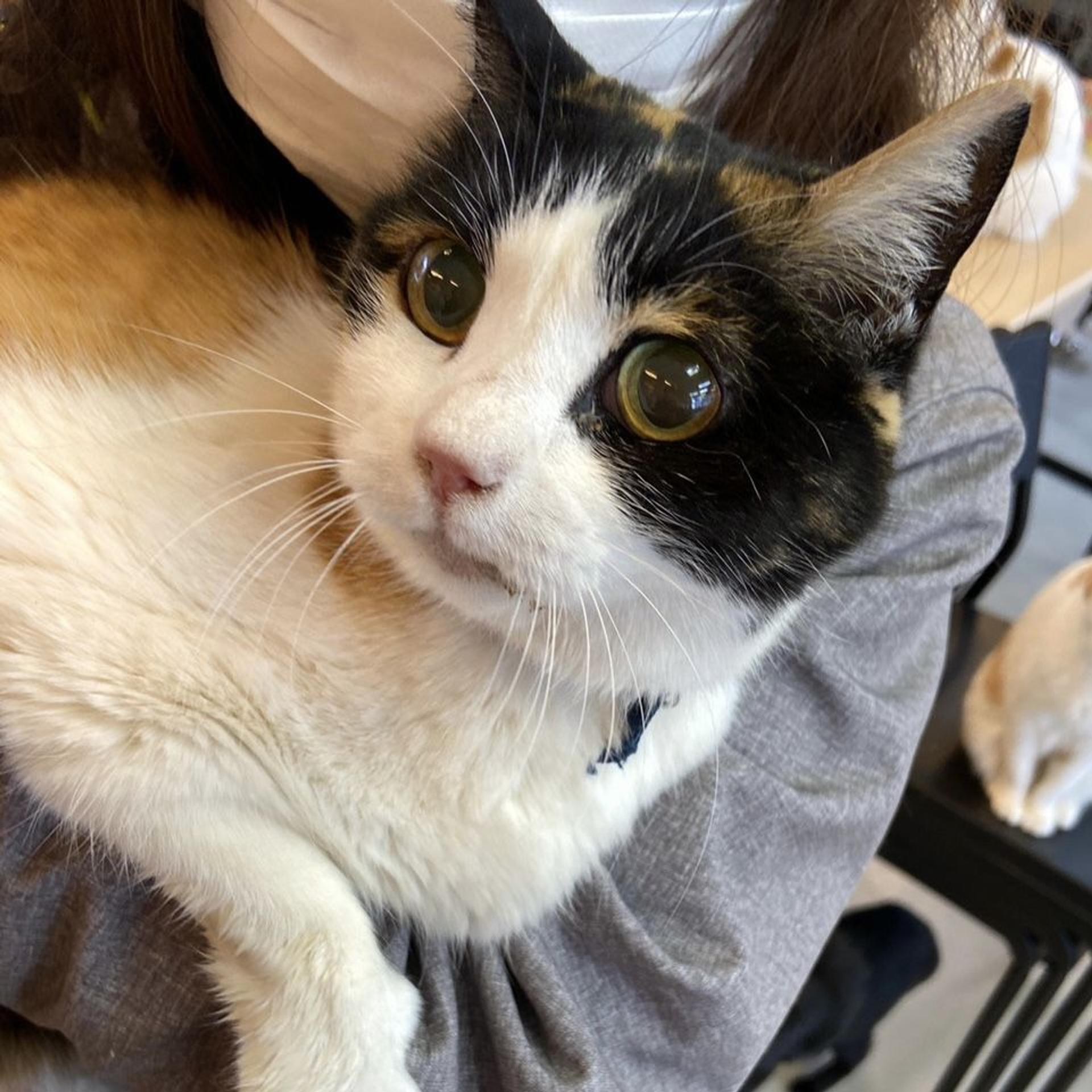 pet-image-5