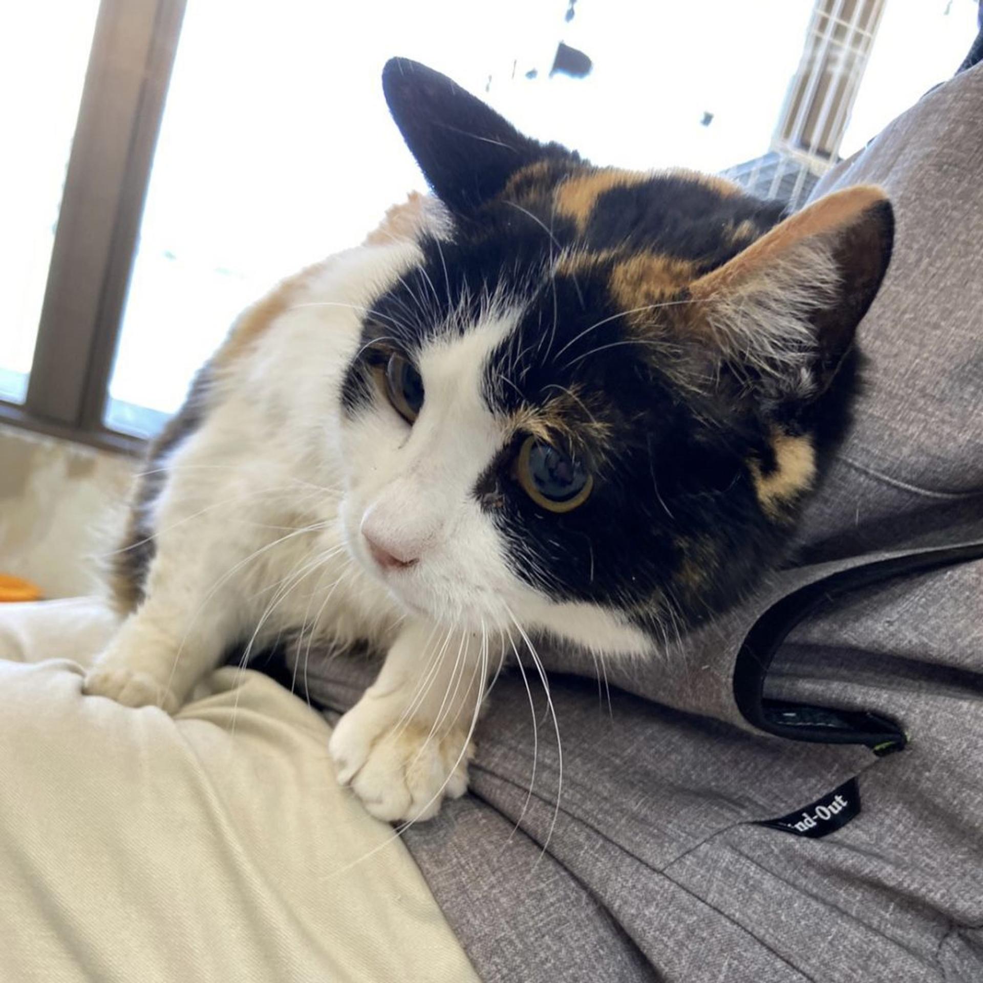 pet-image-6