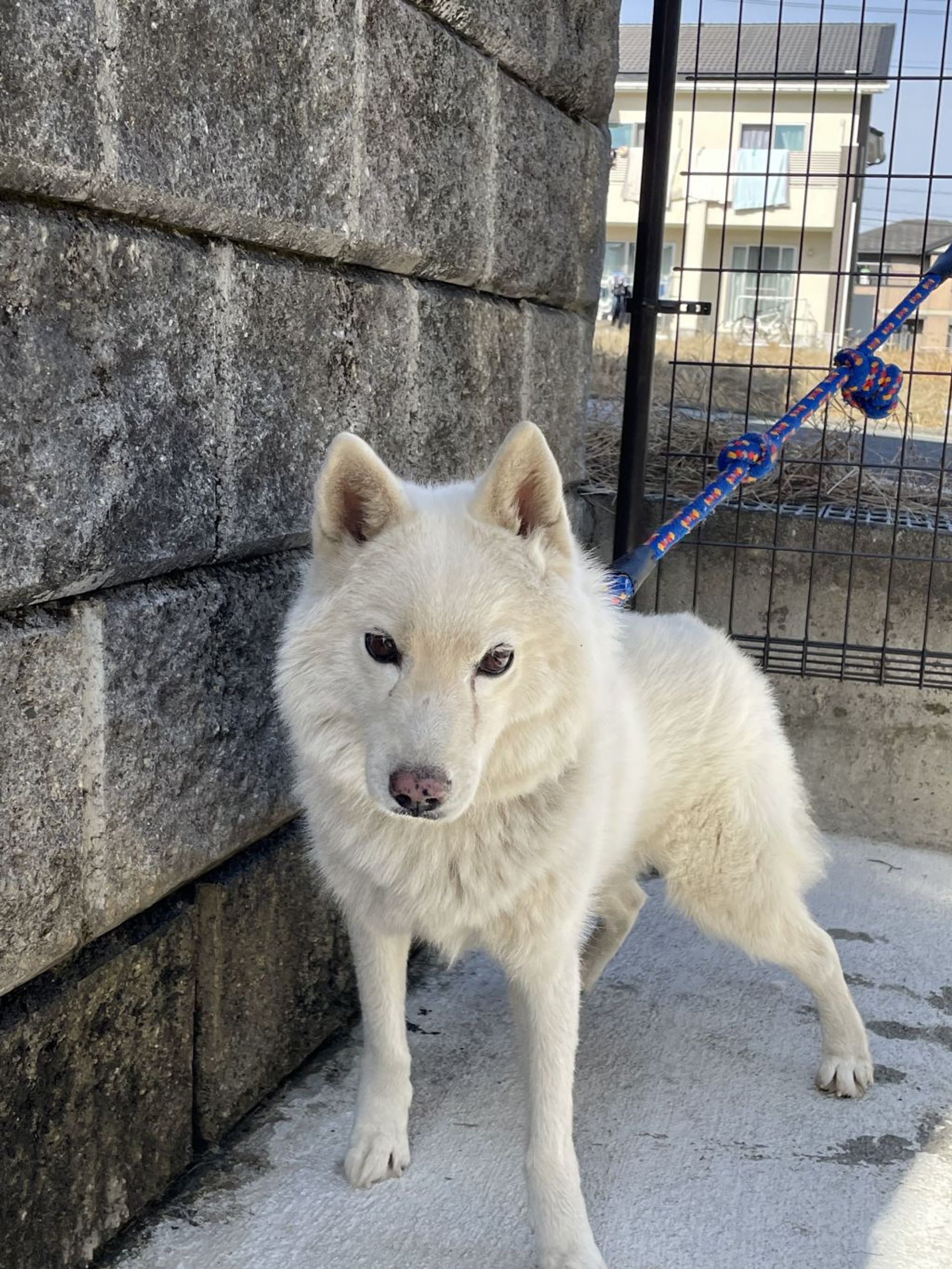 雑種（ミックス犬）・オスの里親募集の写真