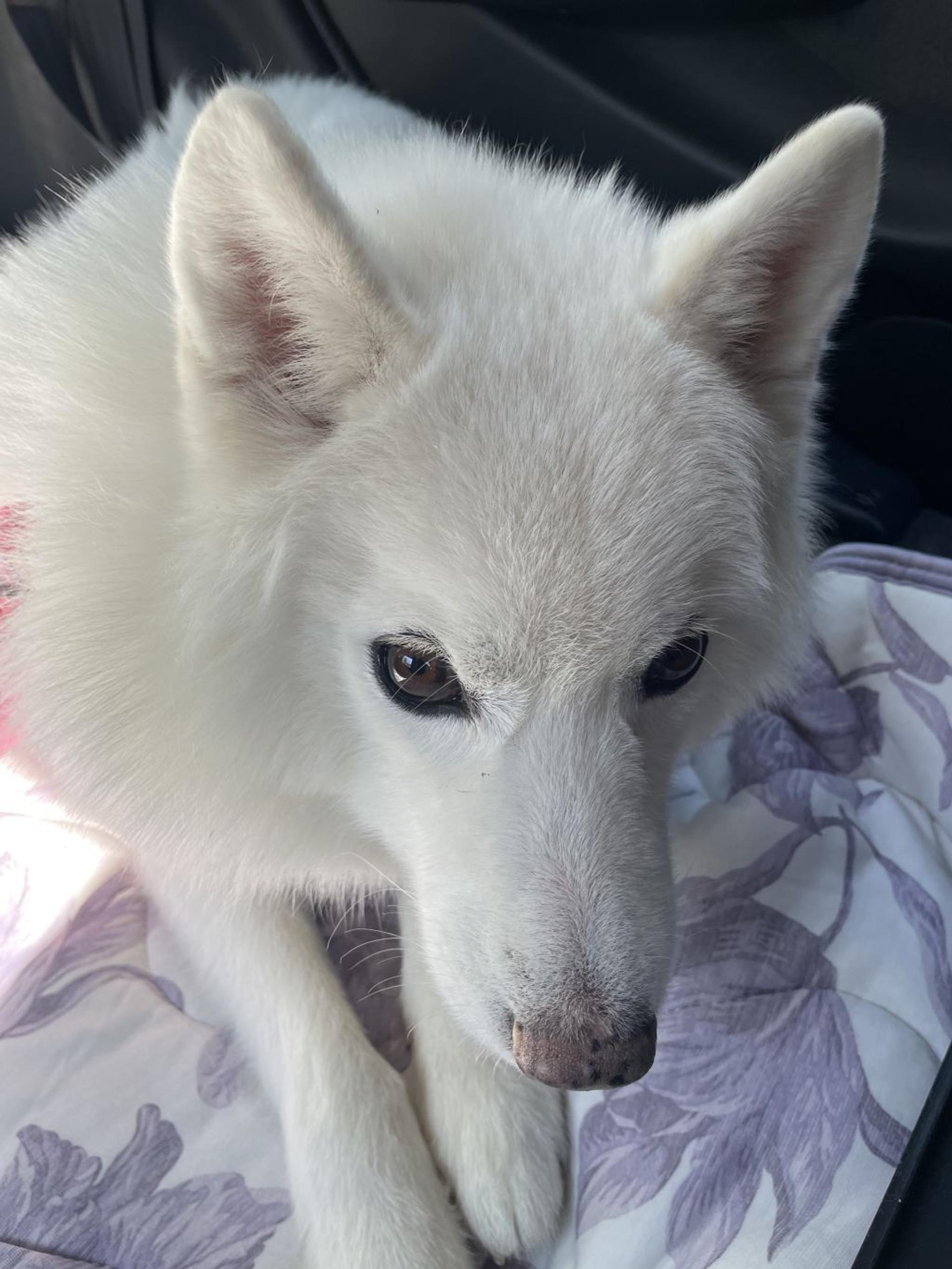 pet-image-3