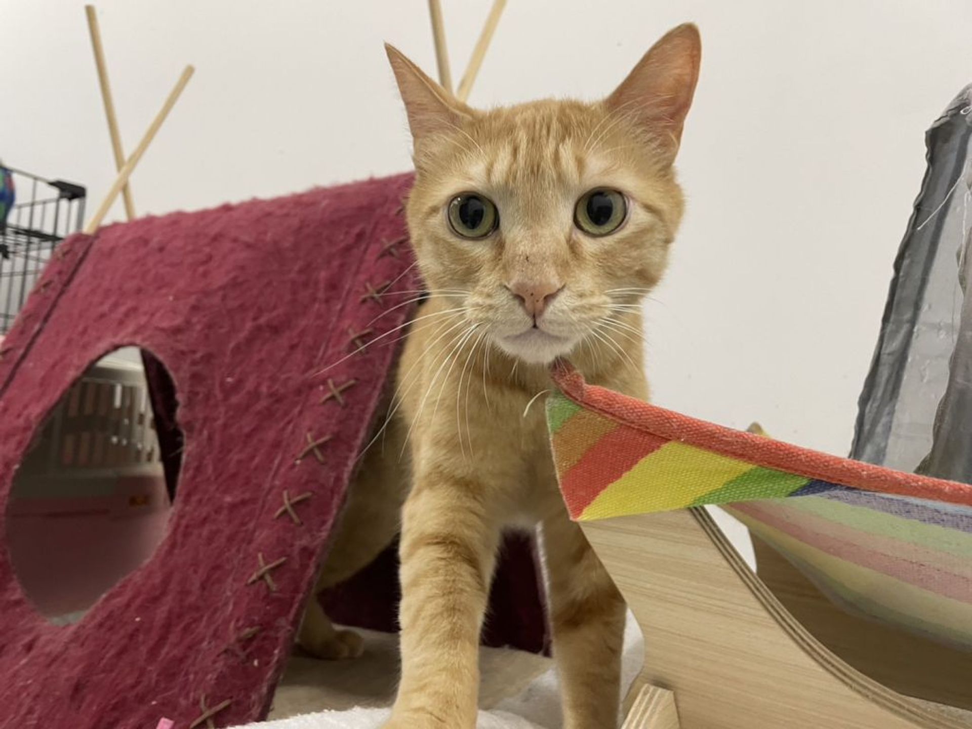 雑種（ミックス猫）・オスの里親募集の写真