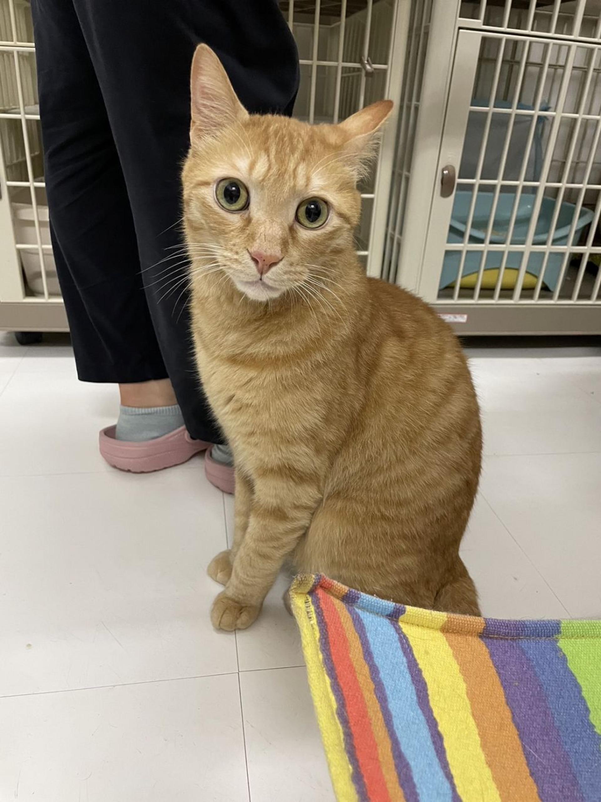 pet-image-5
