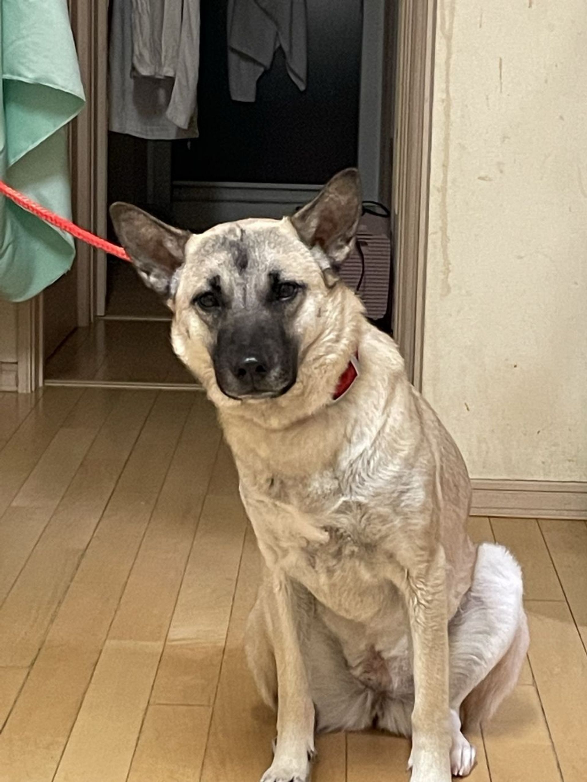 雑種（ミックス犬）・メスの里親募集の写真