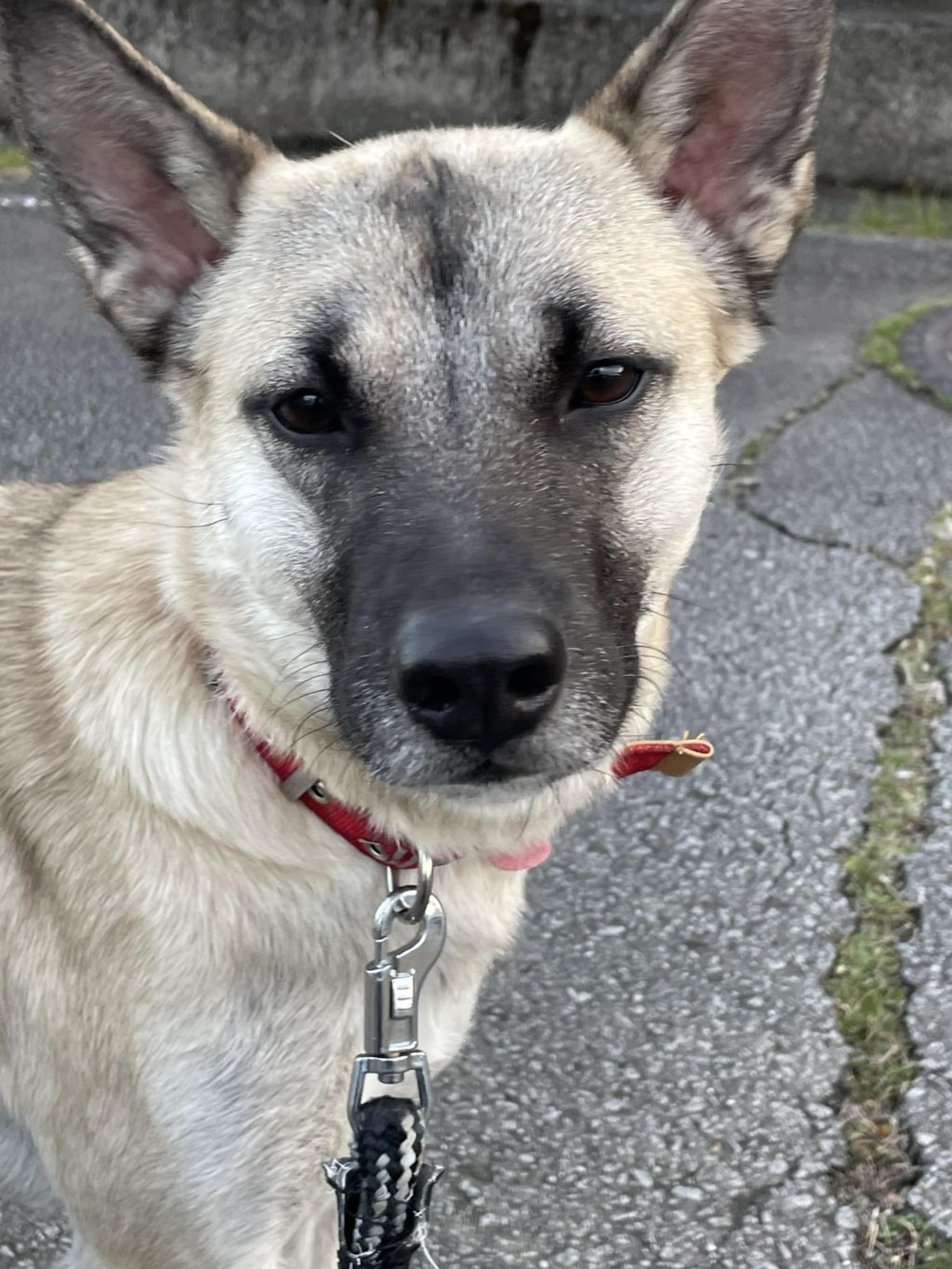 pet-image-2