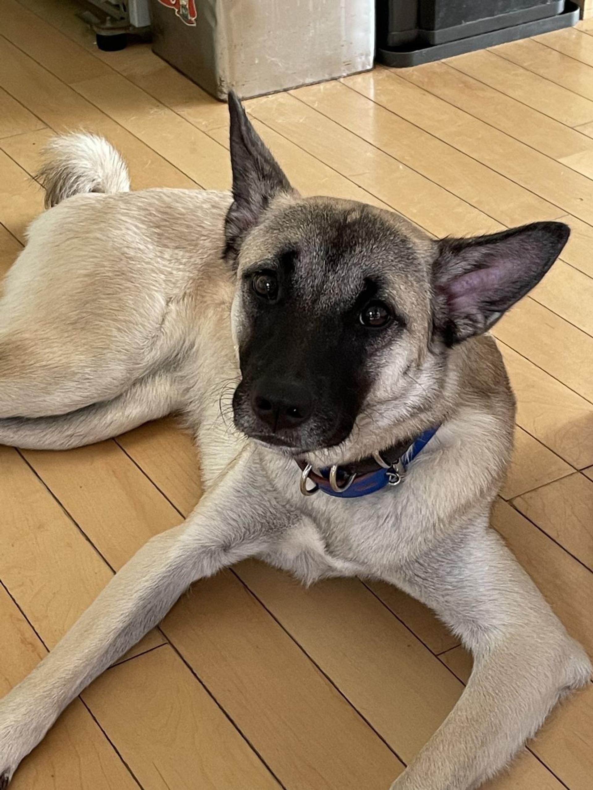 pet-image-5