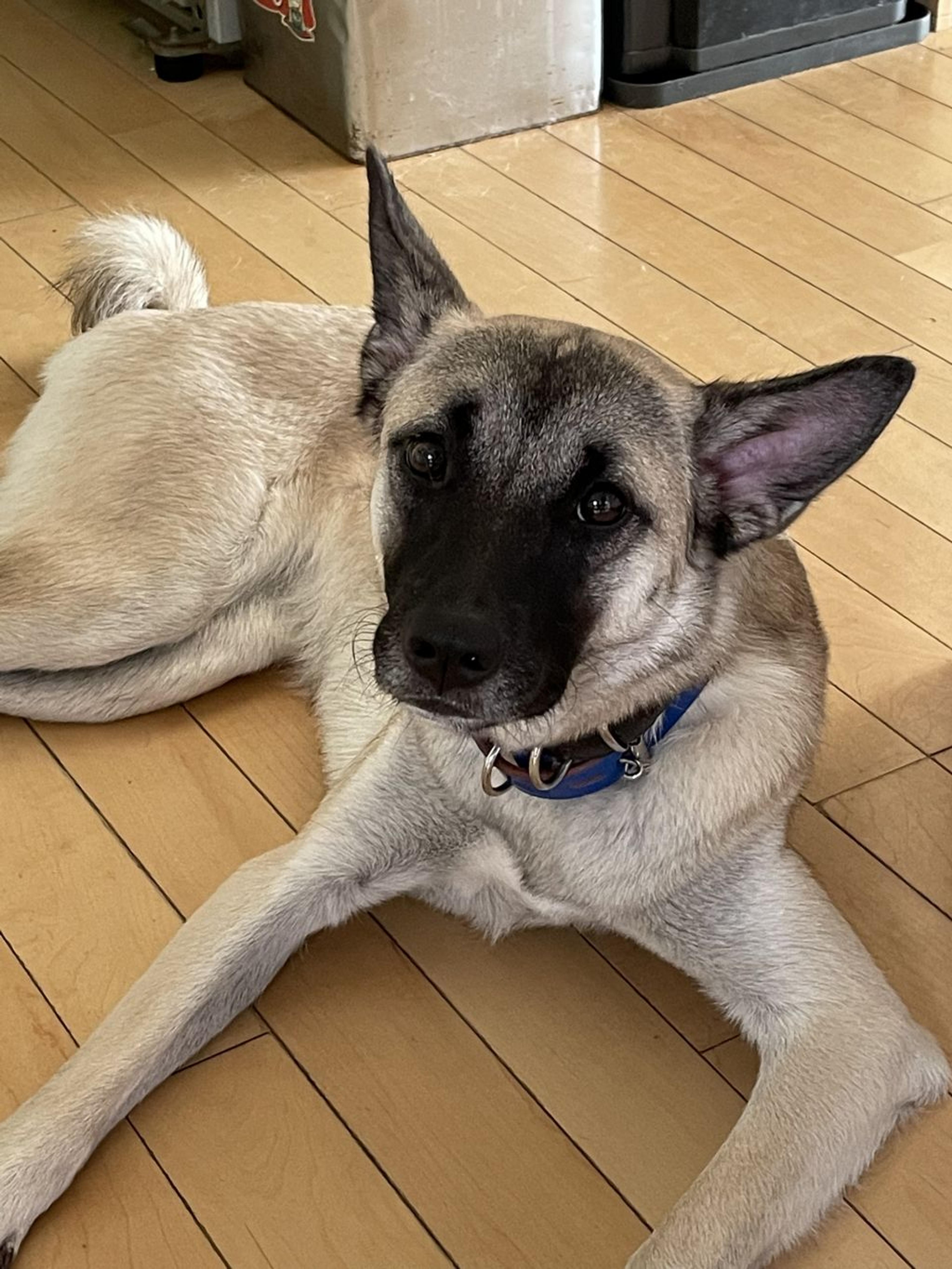 pet-image-5
