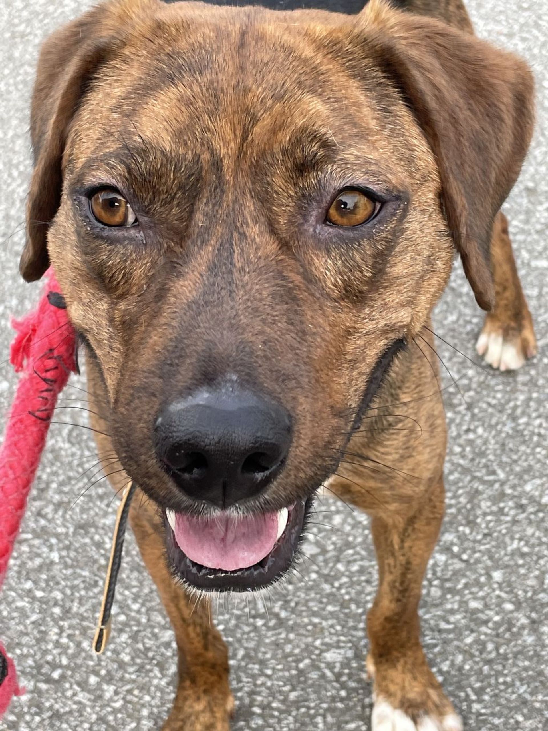 雑種（ミックス犬）・オスの里親募集の写真