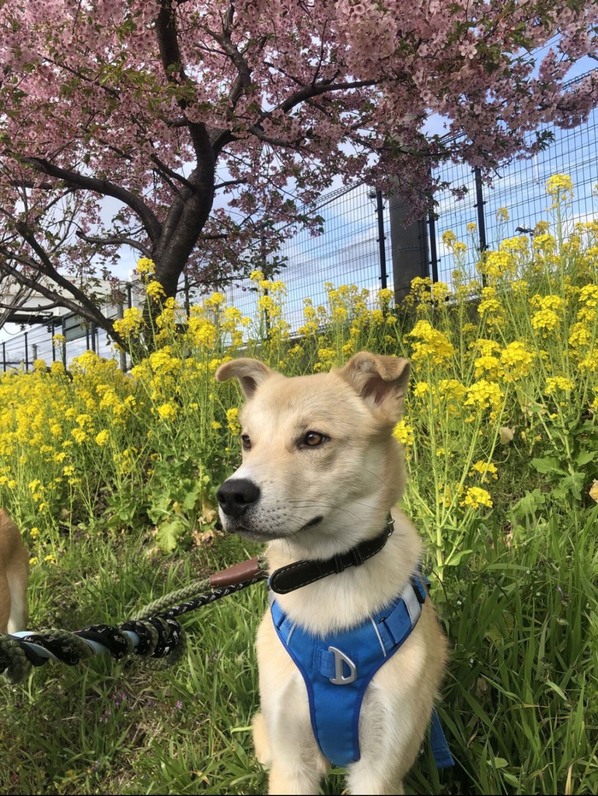 雑種（ミックス犬）・オスの里親募集の写真