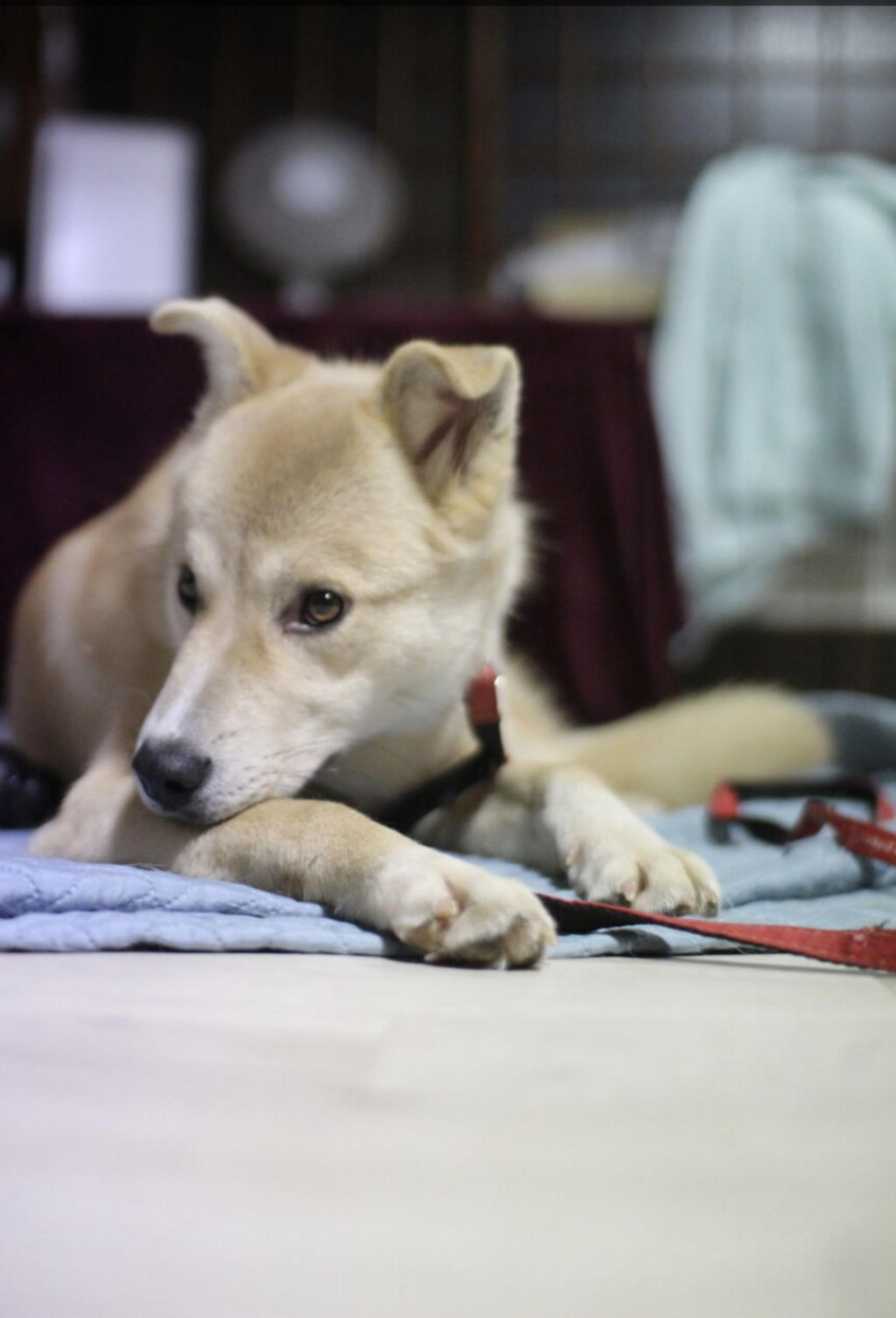 pet-image-2