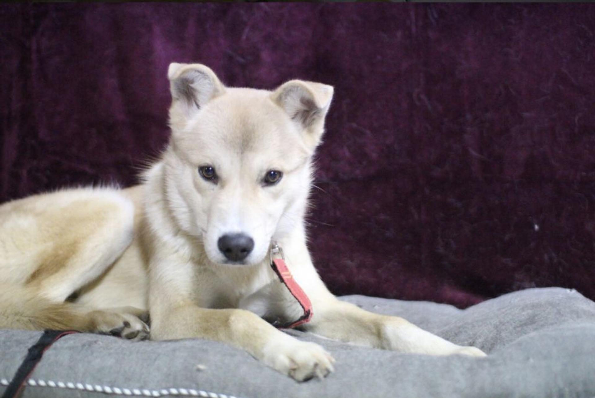 pet-image-3