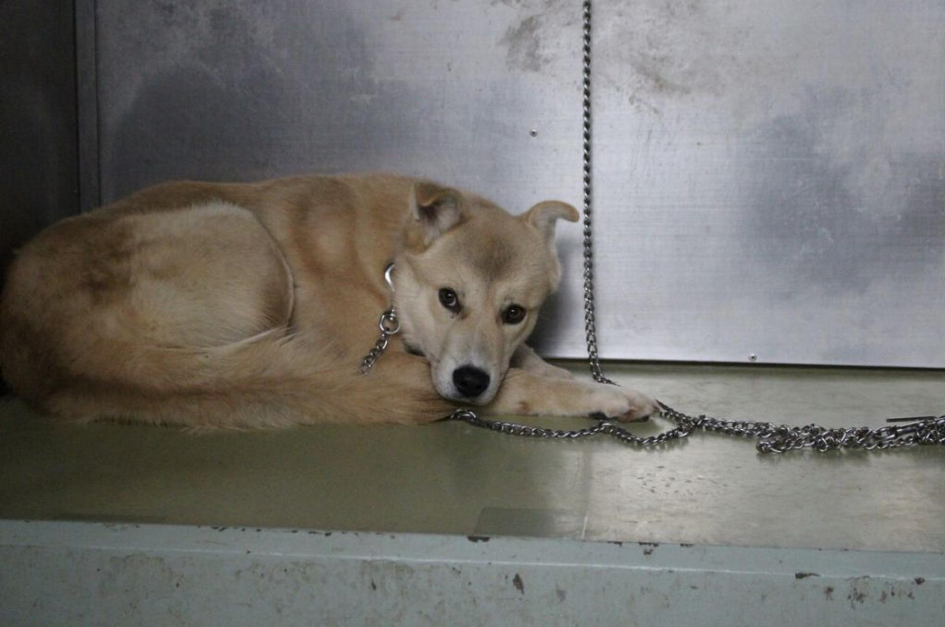 pet-image-4