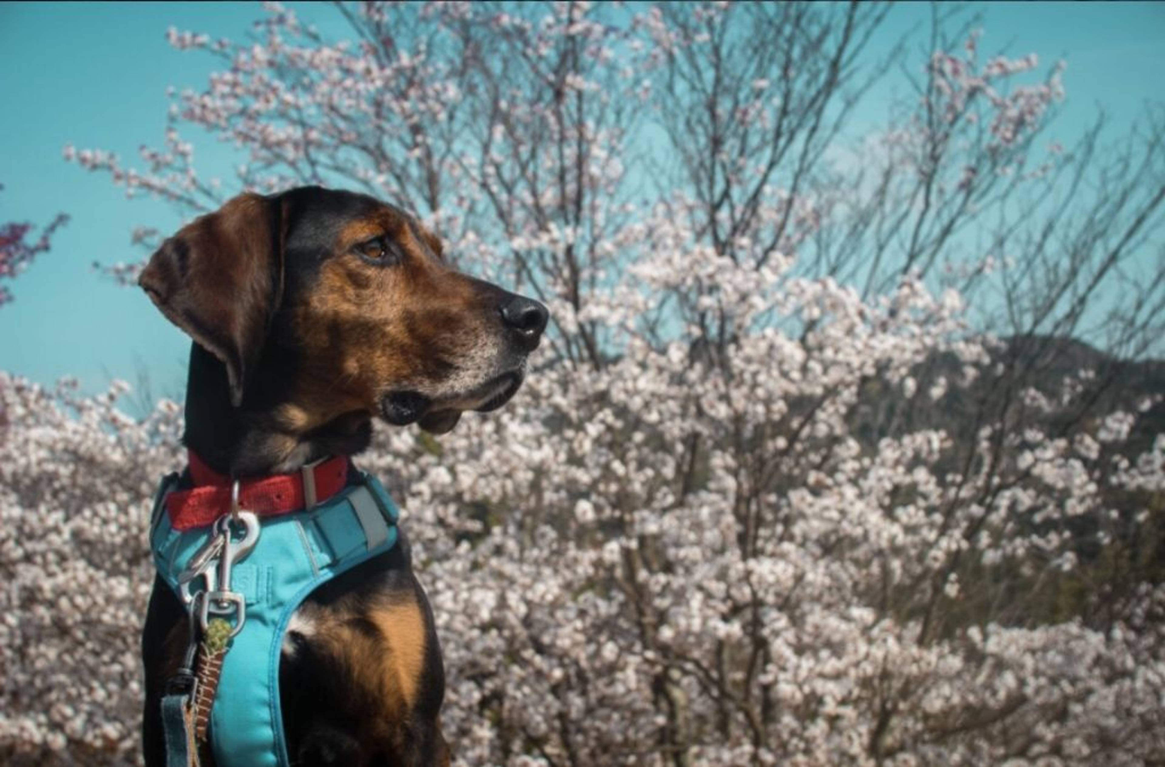 雑種（ミックス犬）・オスの里親募集の写真