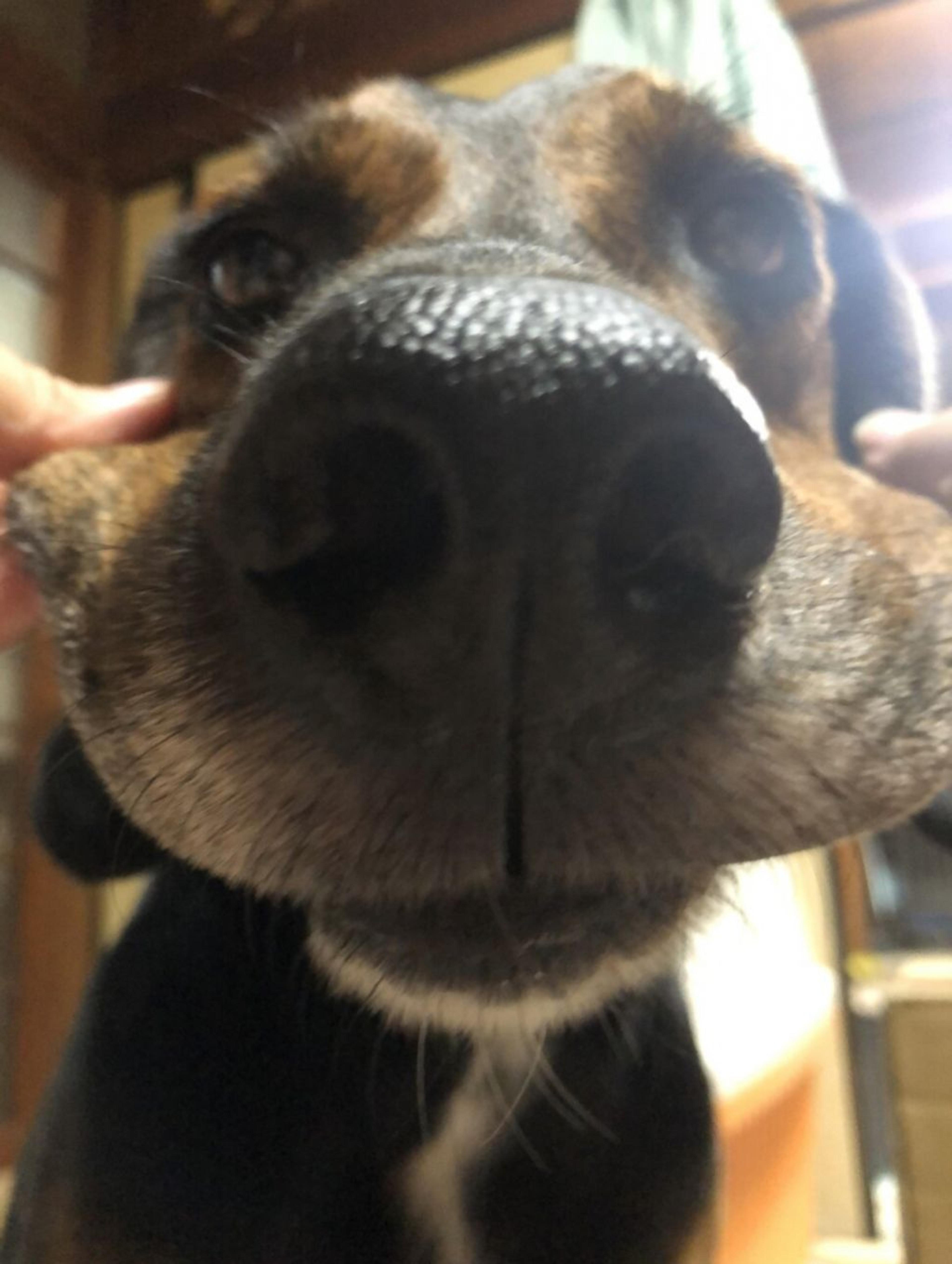 pet-image-4