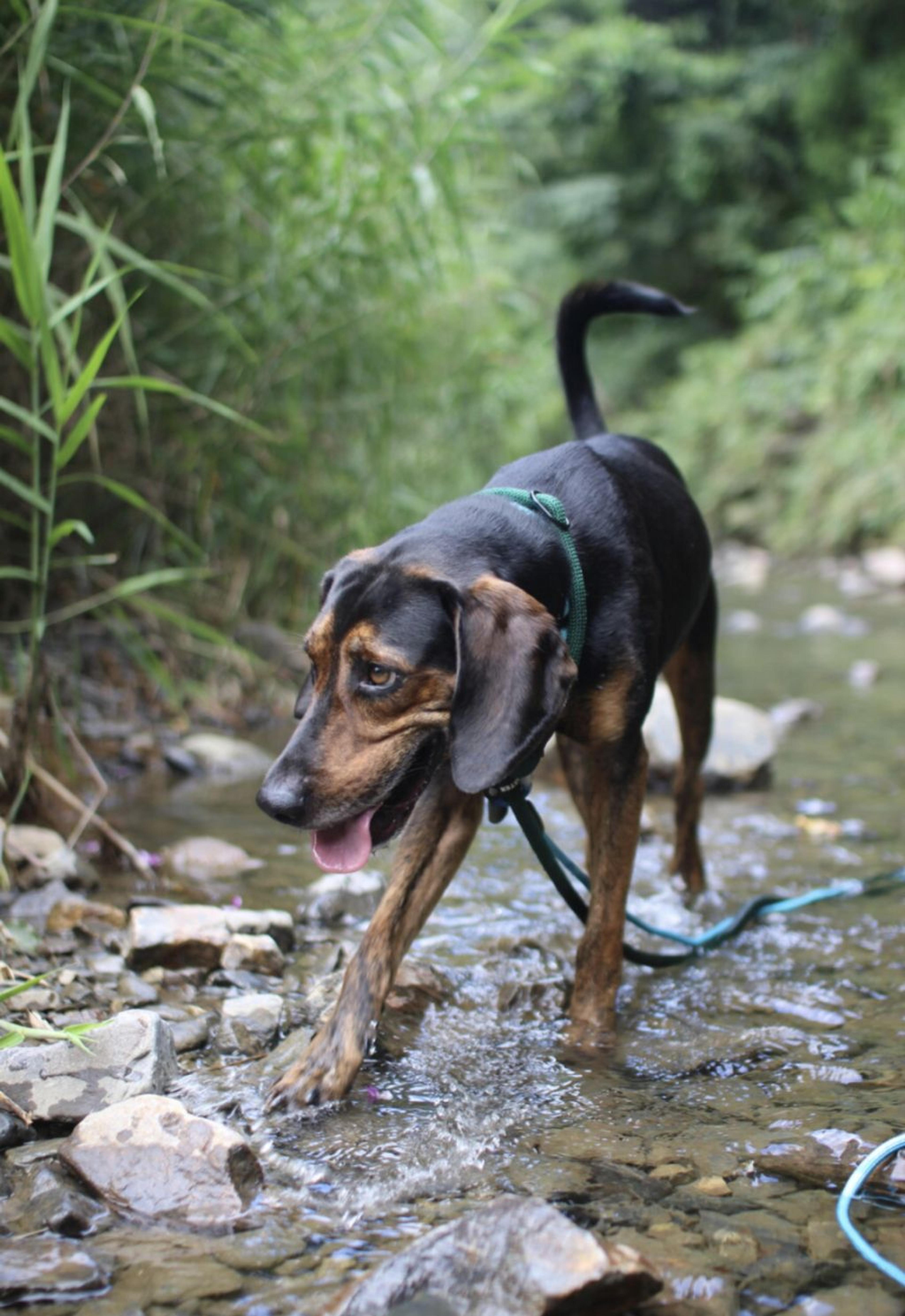pet-image-5
