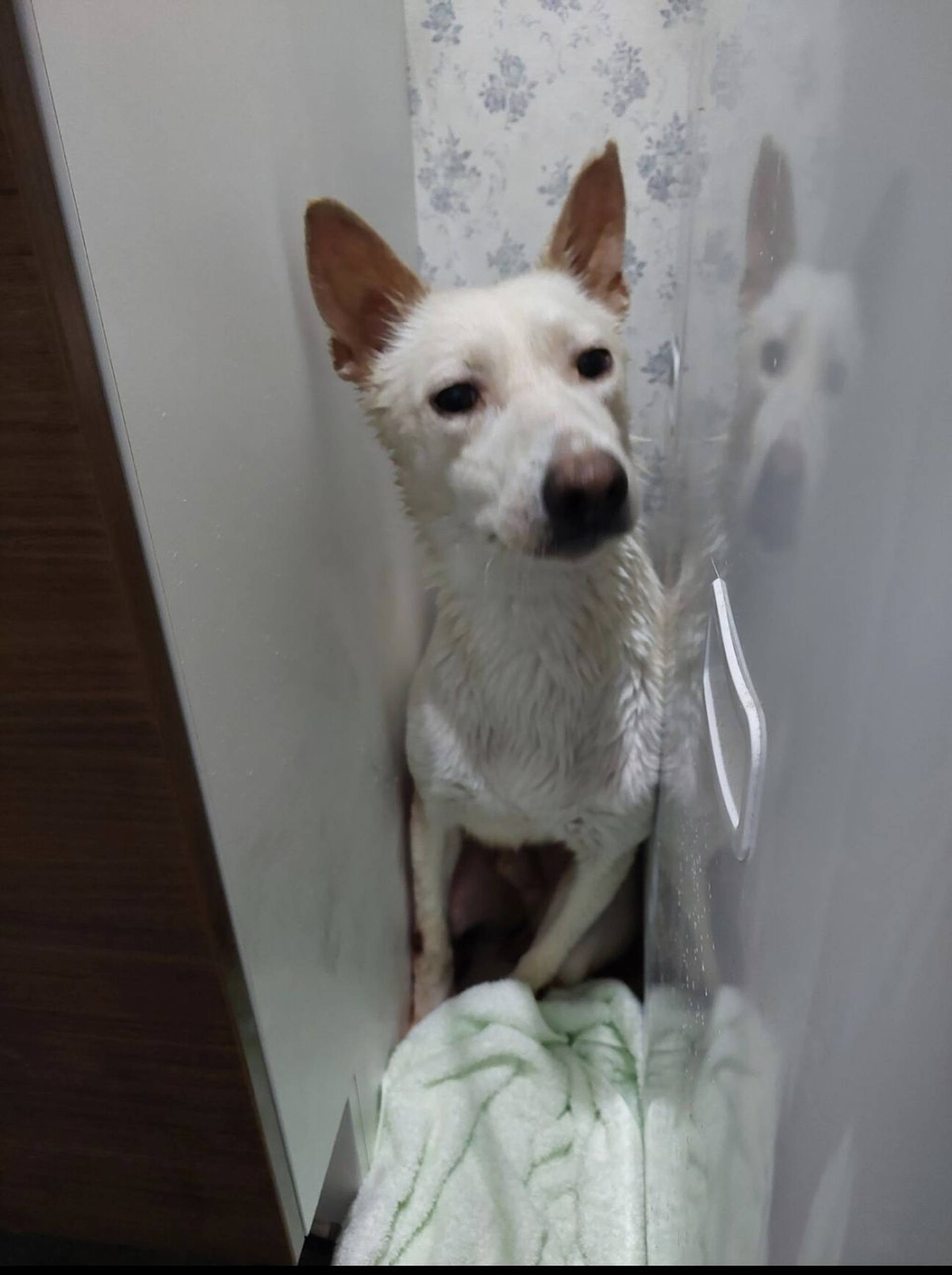 雑種（ミックス犬）・オスの里親募集の写真