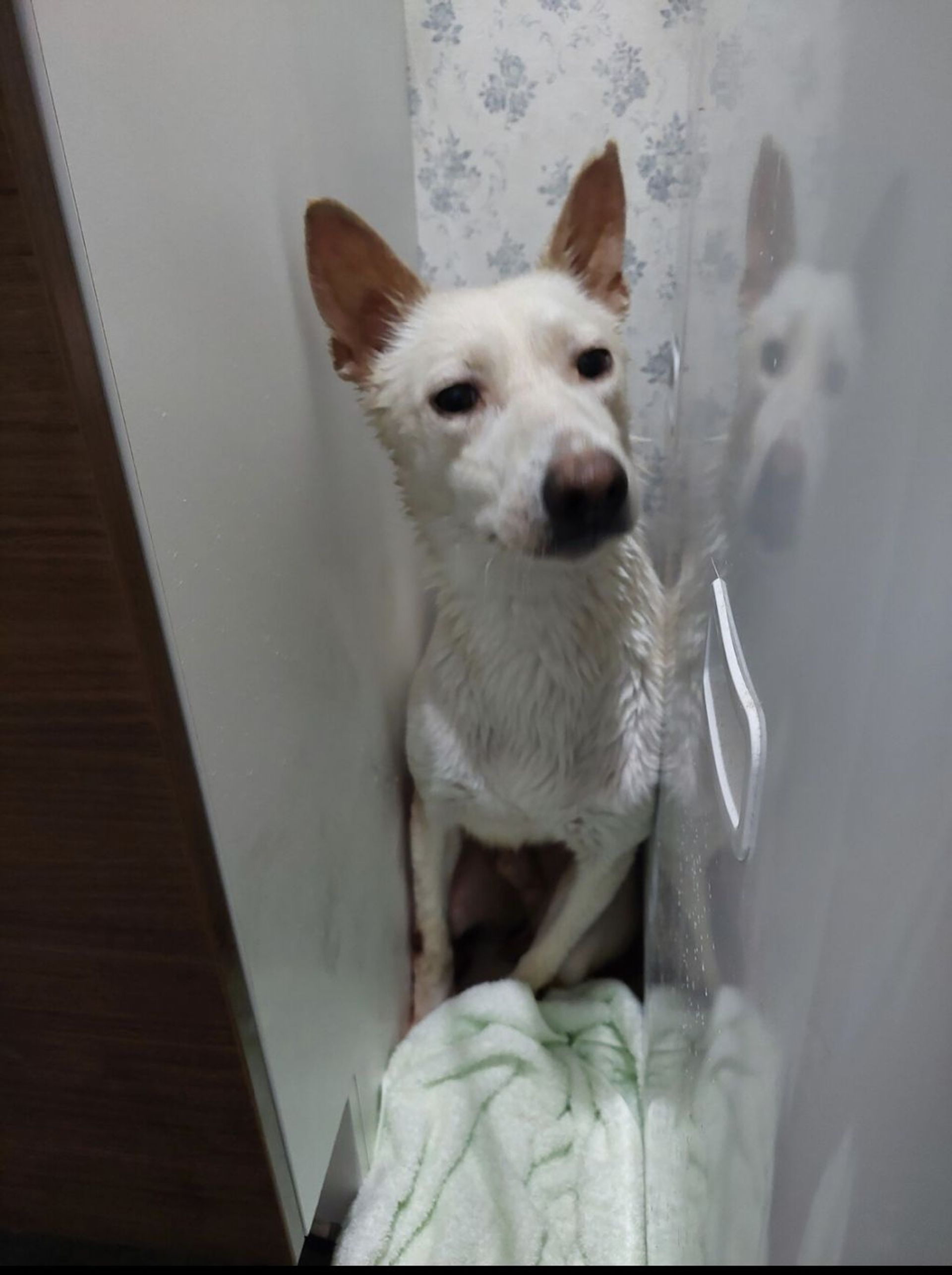 雑種（ミックス犬）・オスの里親募集の写真