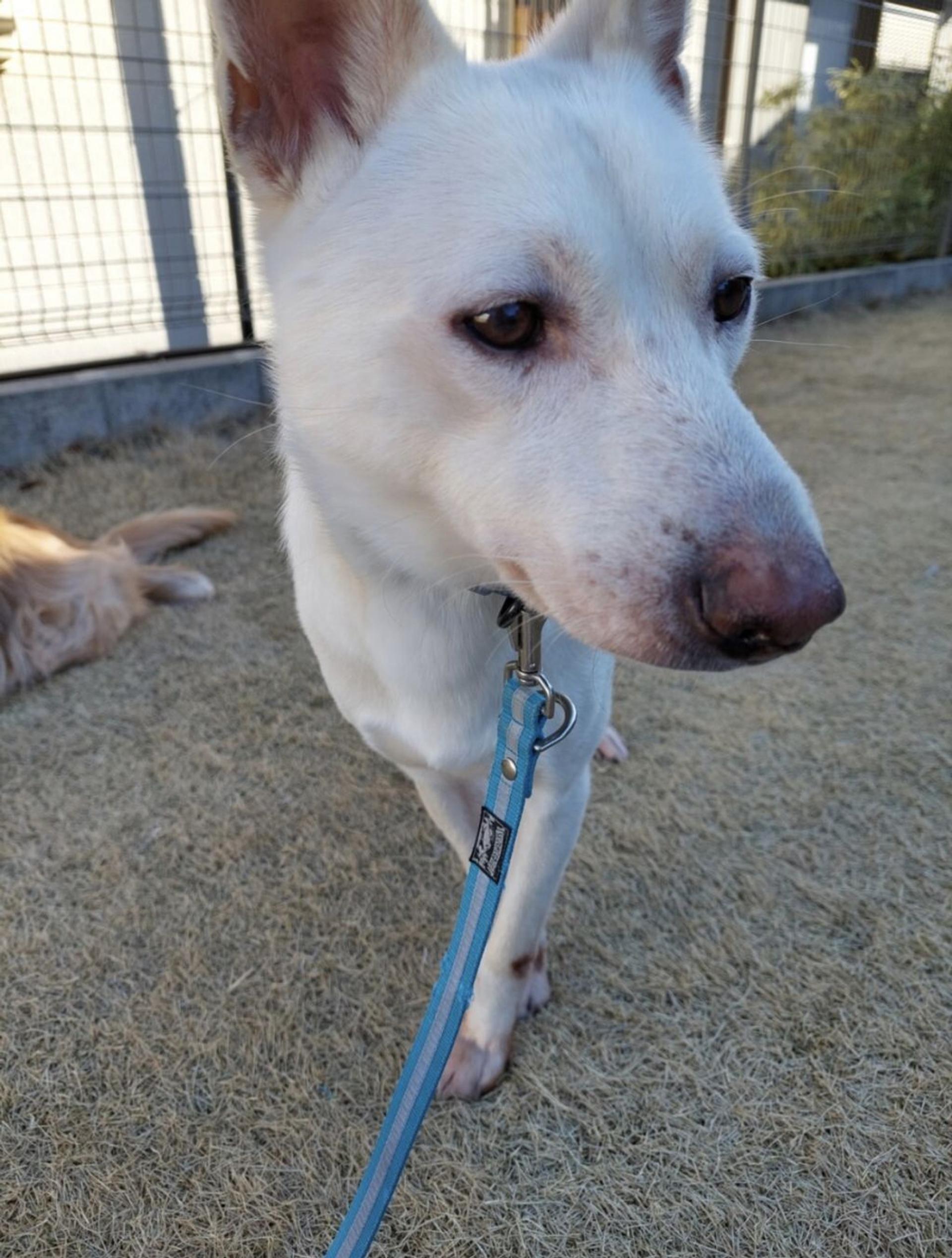 pet-image-5