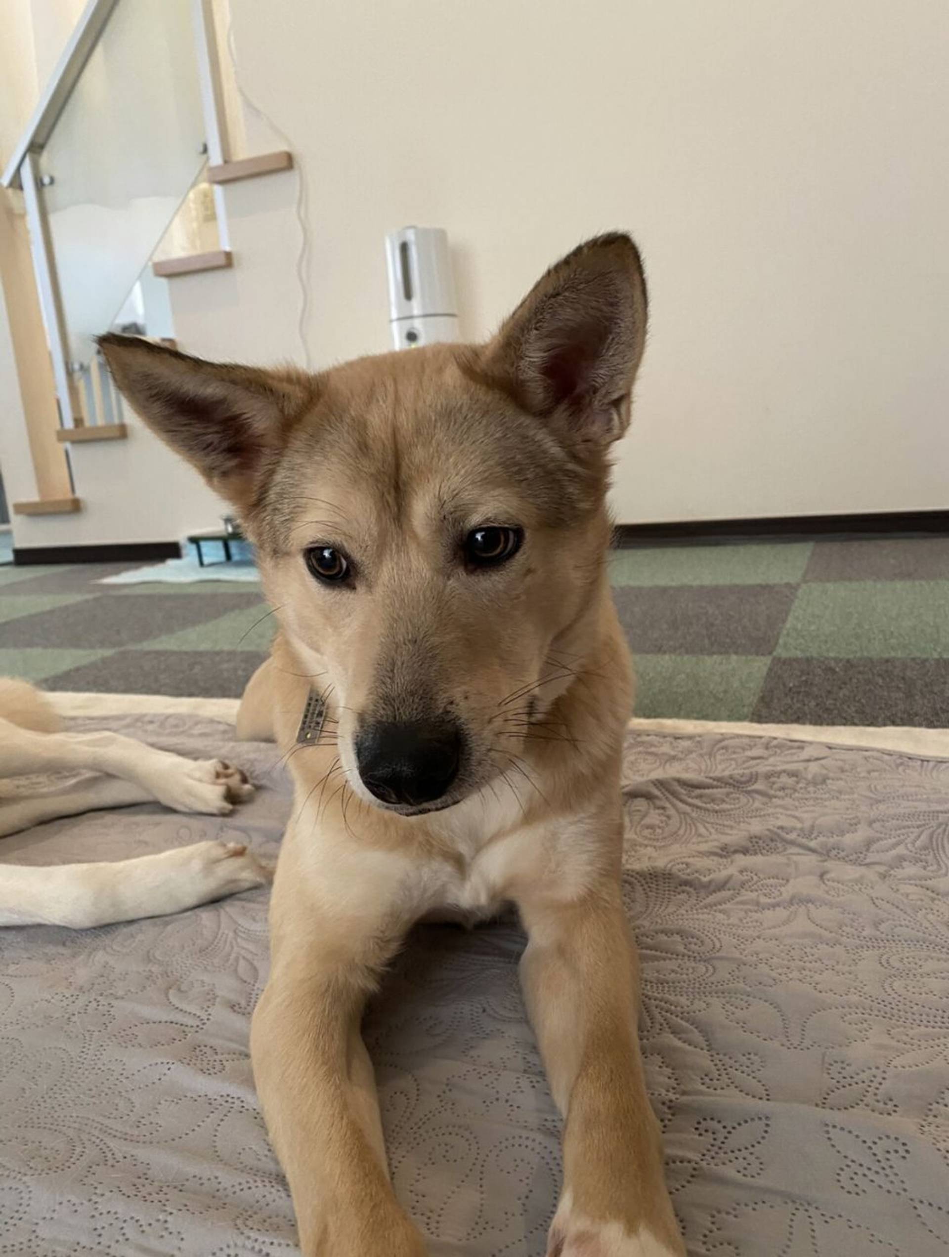 雑種（ミックス犬）・オスの里親募集の写真