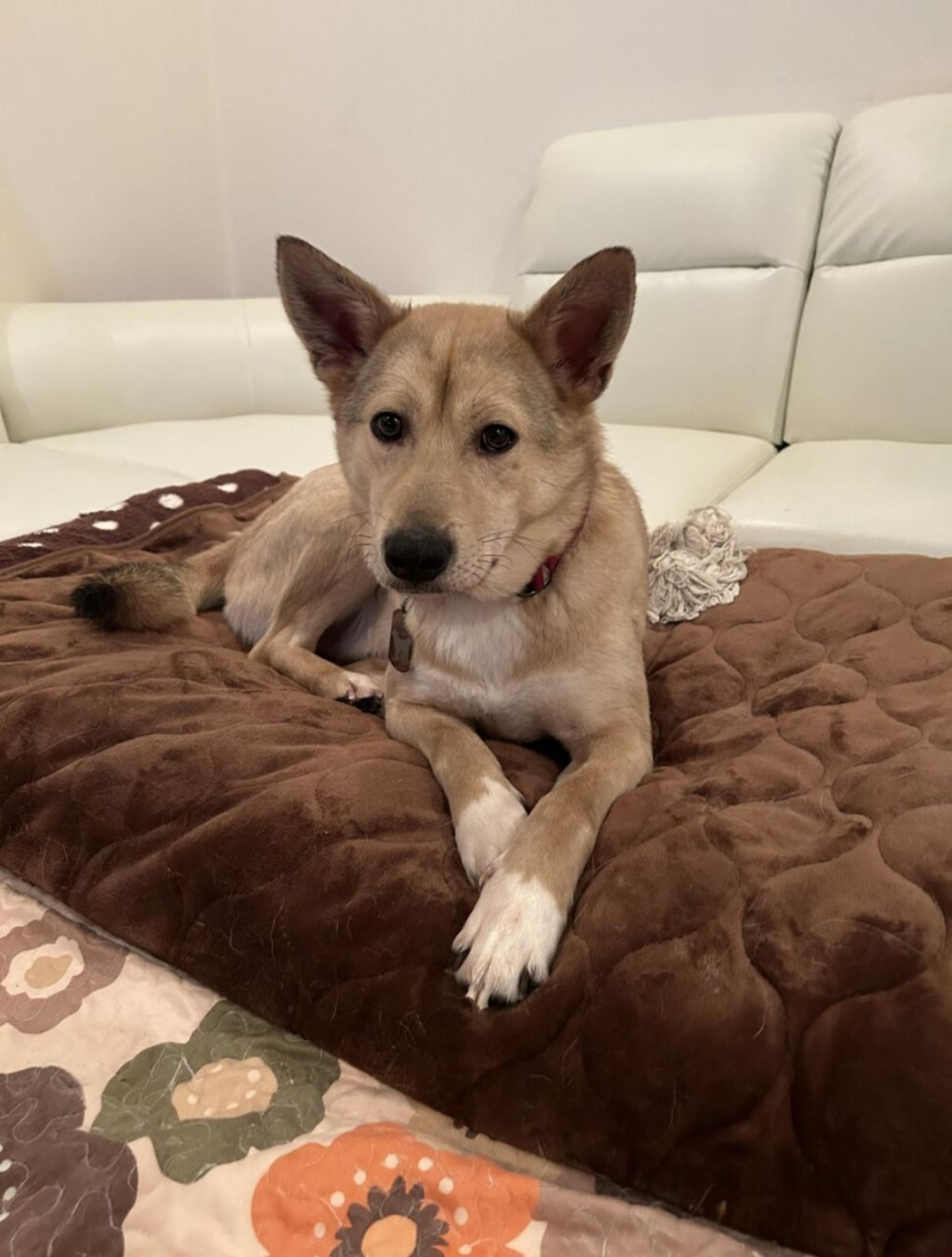 pet-image-2