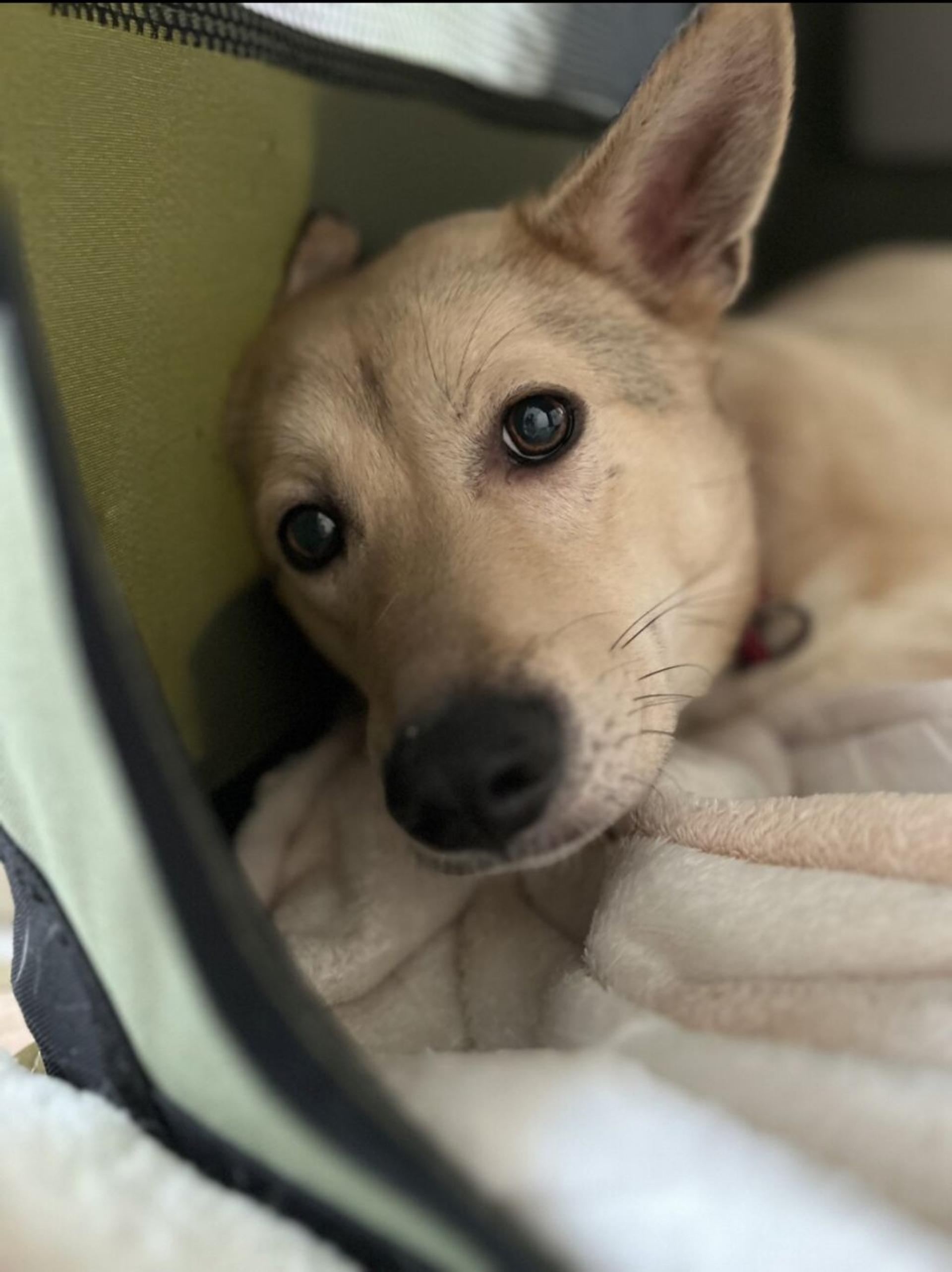 pet-image-4