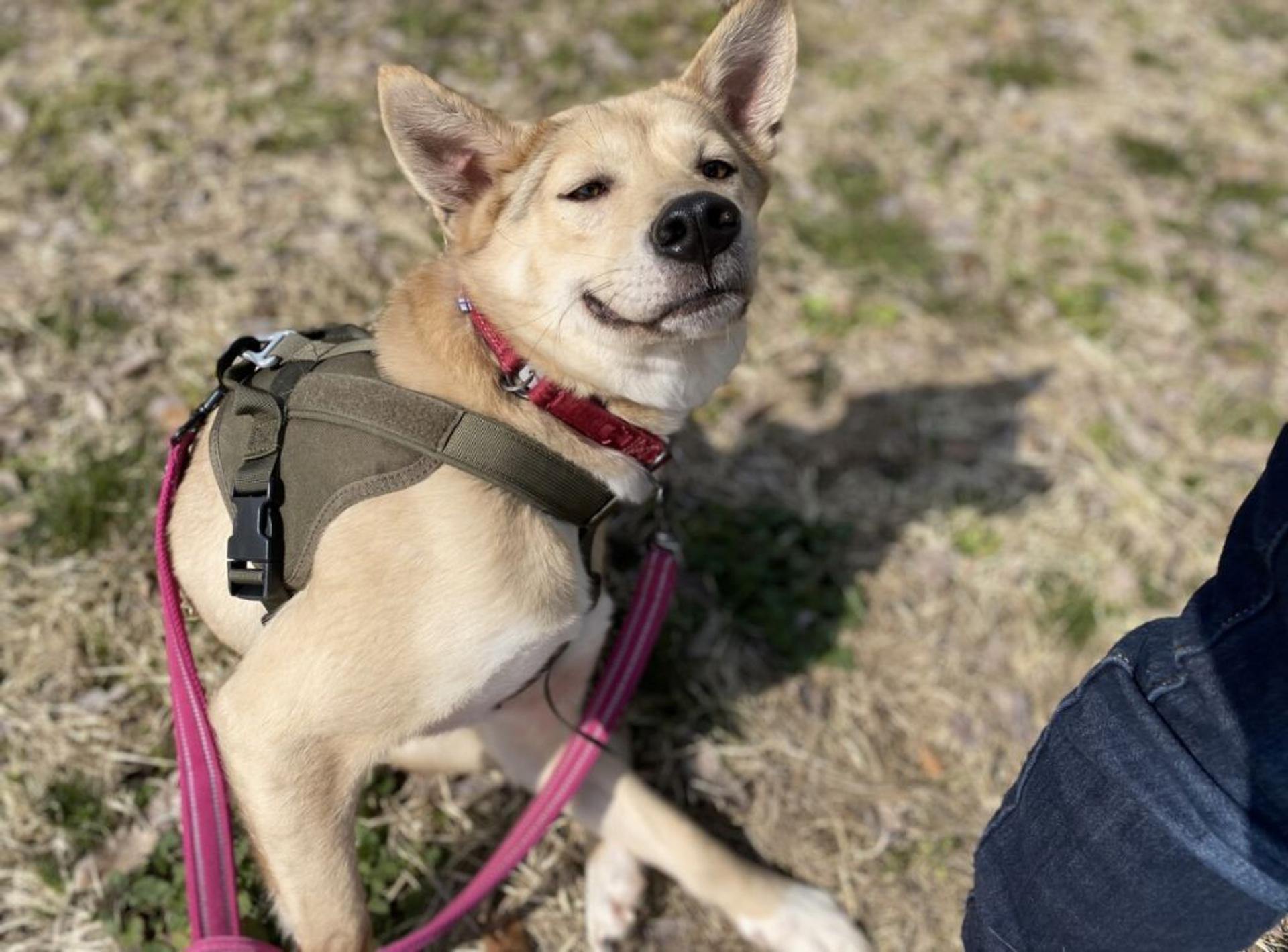 pet-image-7