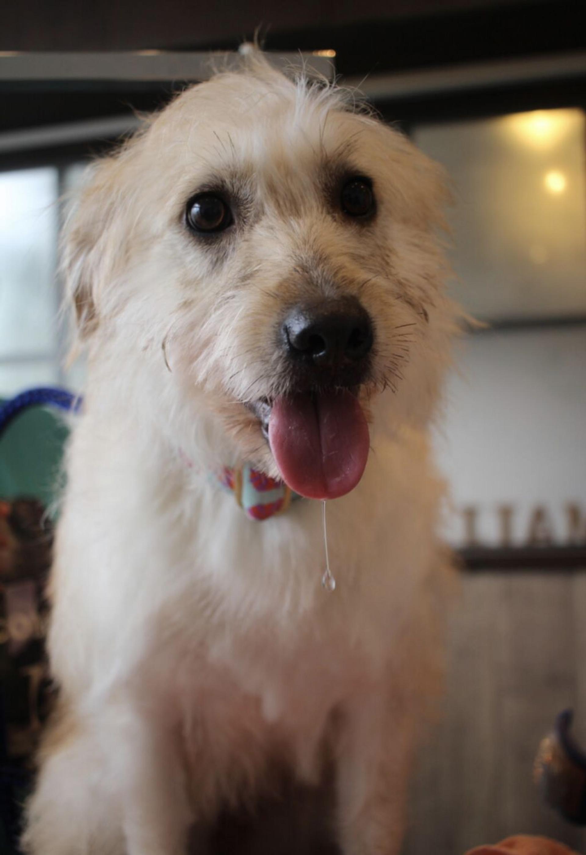 pet-image-5