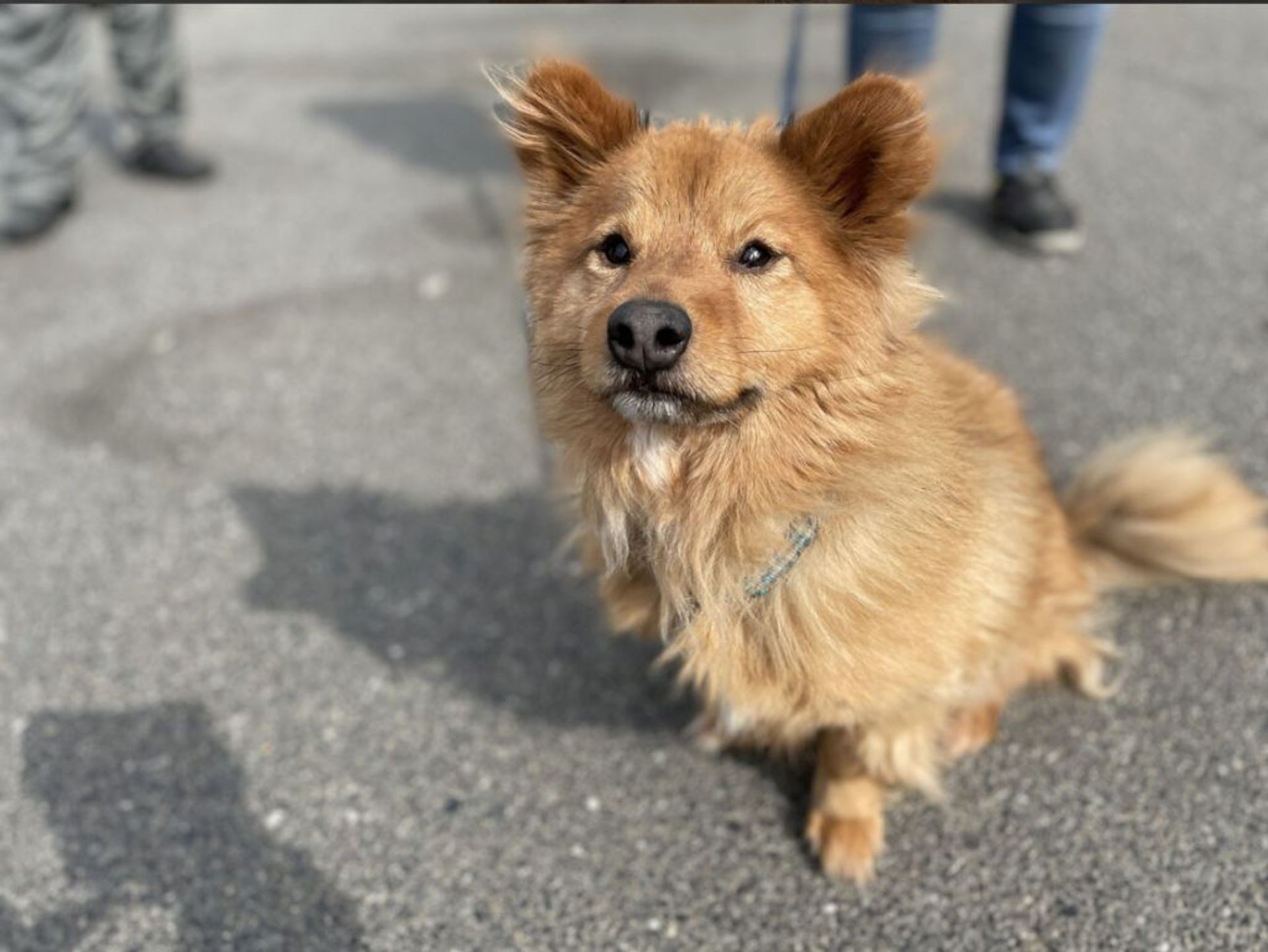 雑種（ミックス犬）・オスの里親募集の写真