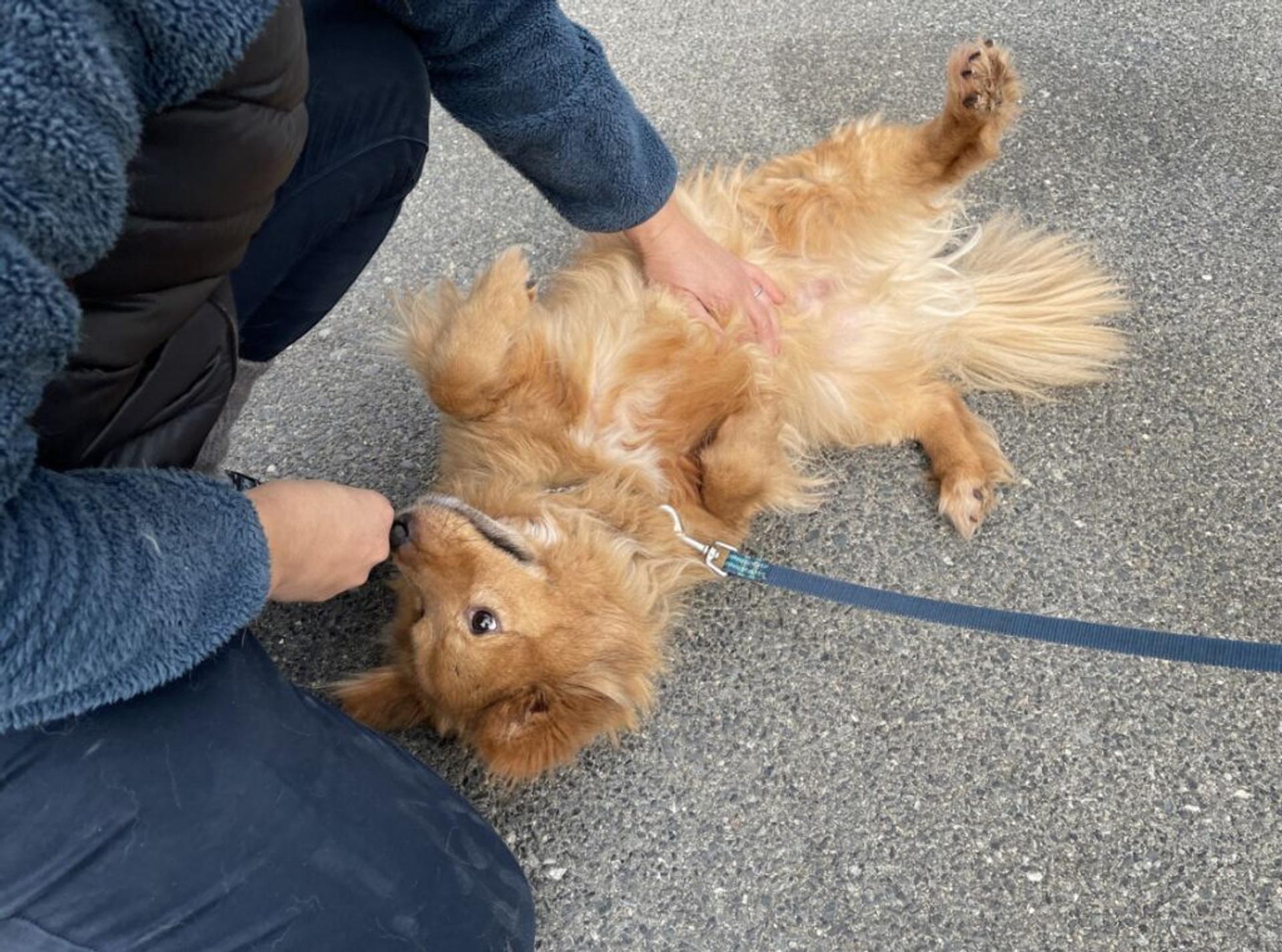 pet-image-2