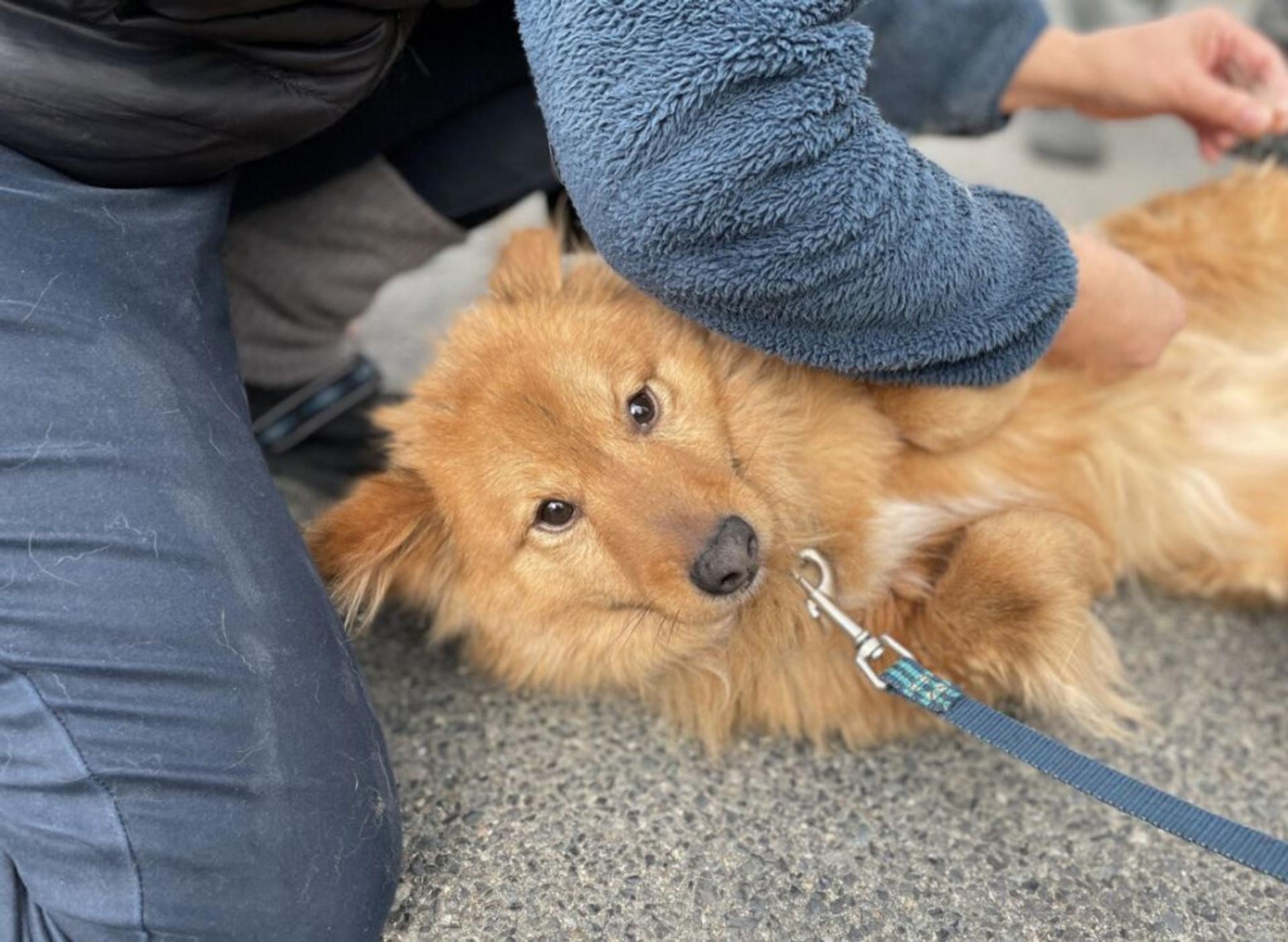 pet-image-3