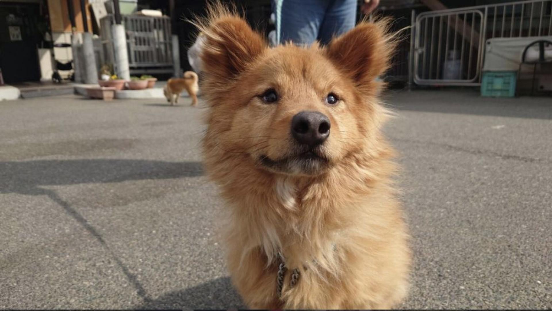 pet-image-4