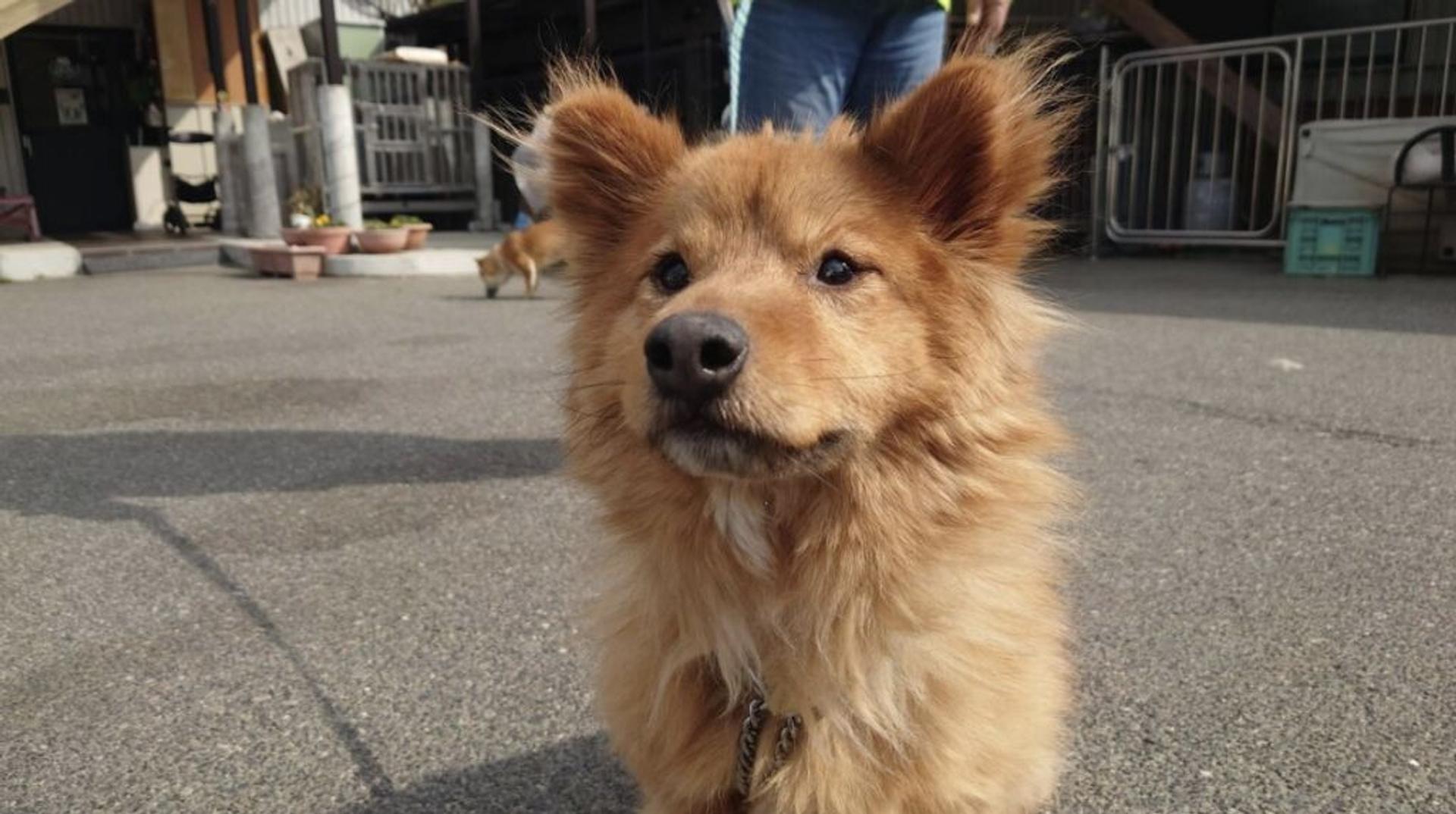 pet-image-5