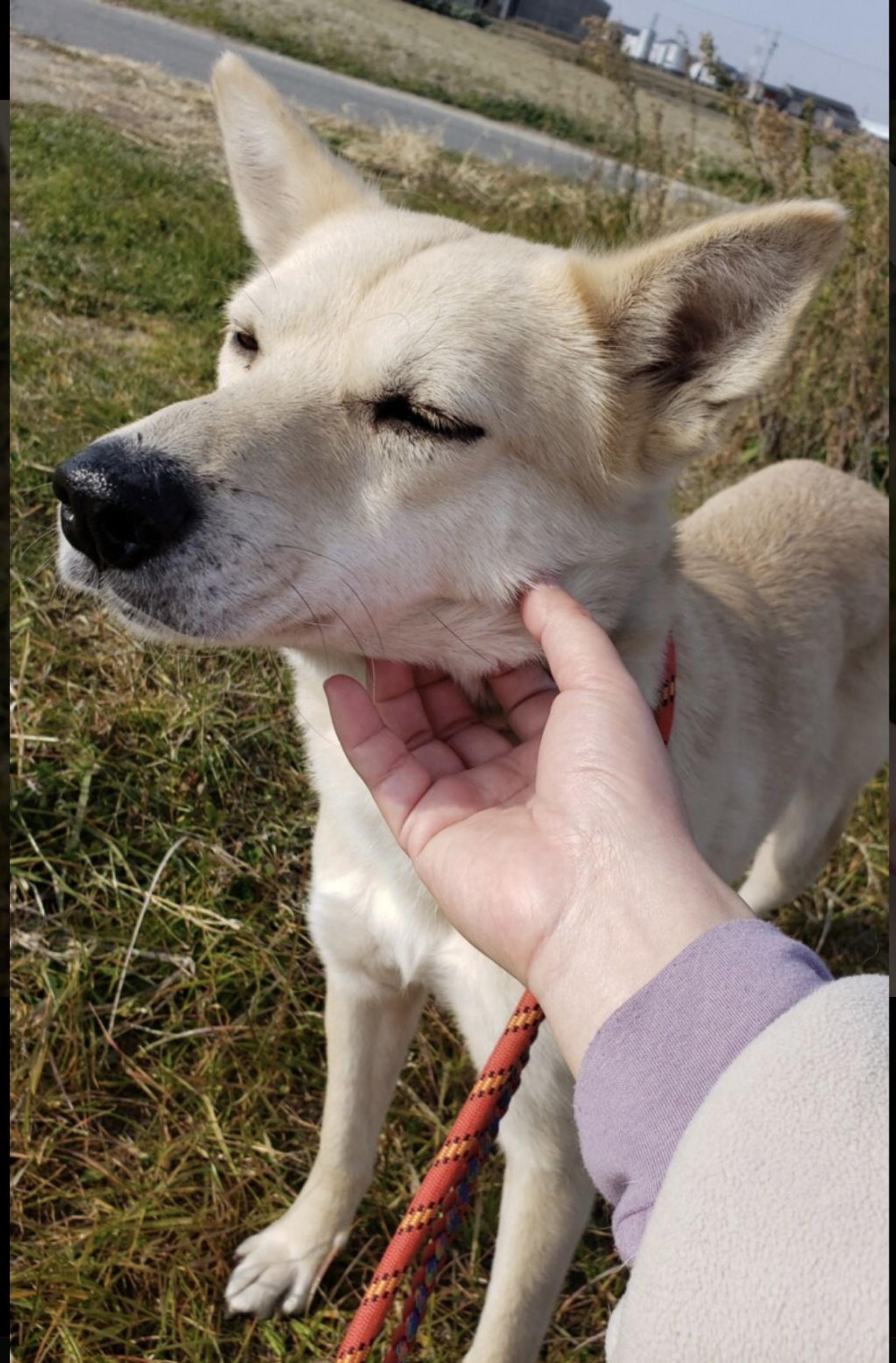 pet-image-2