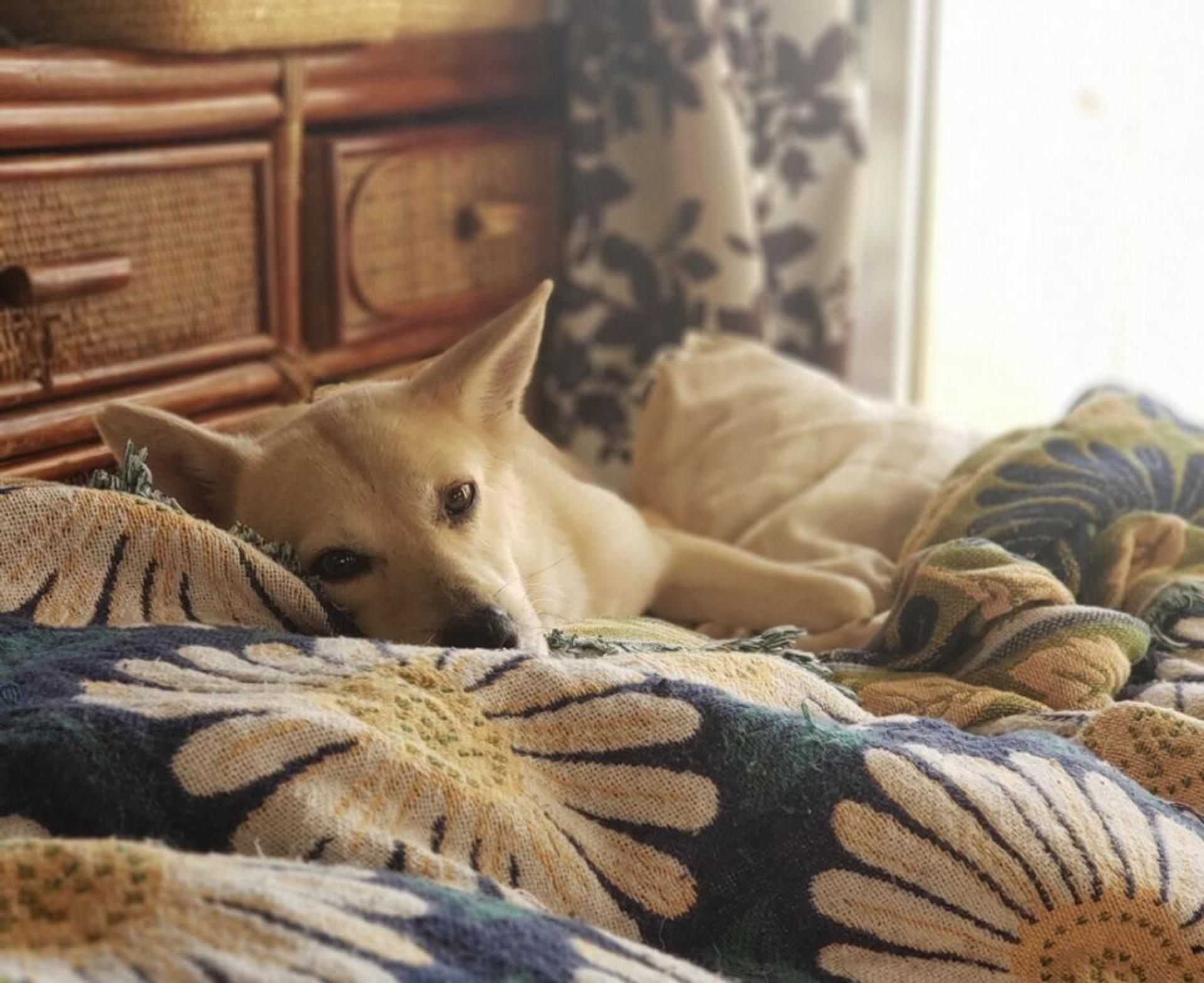 pet-image-5