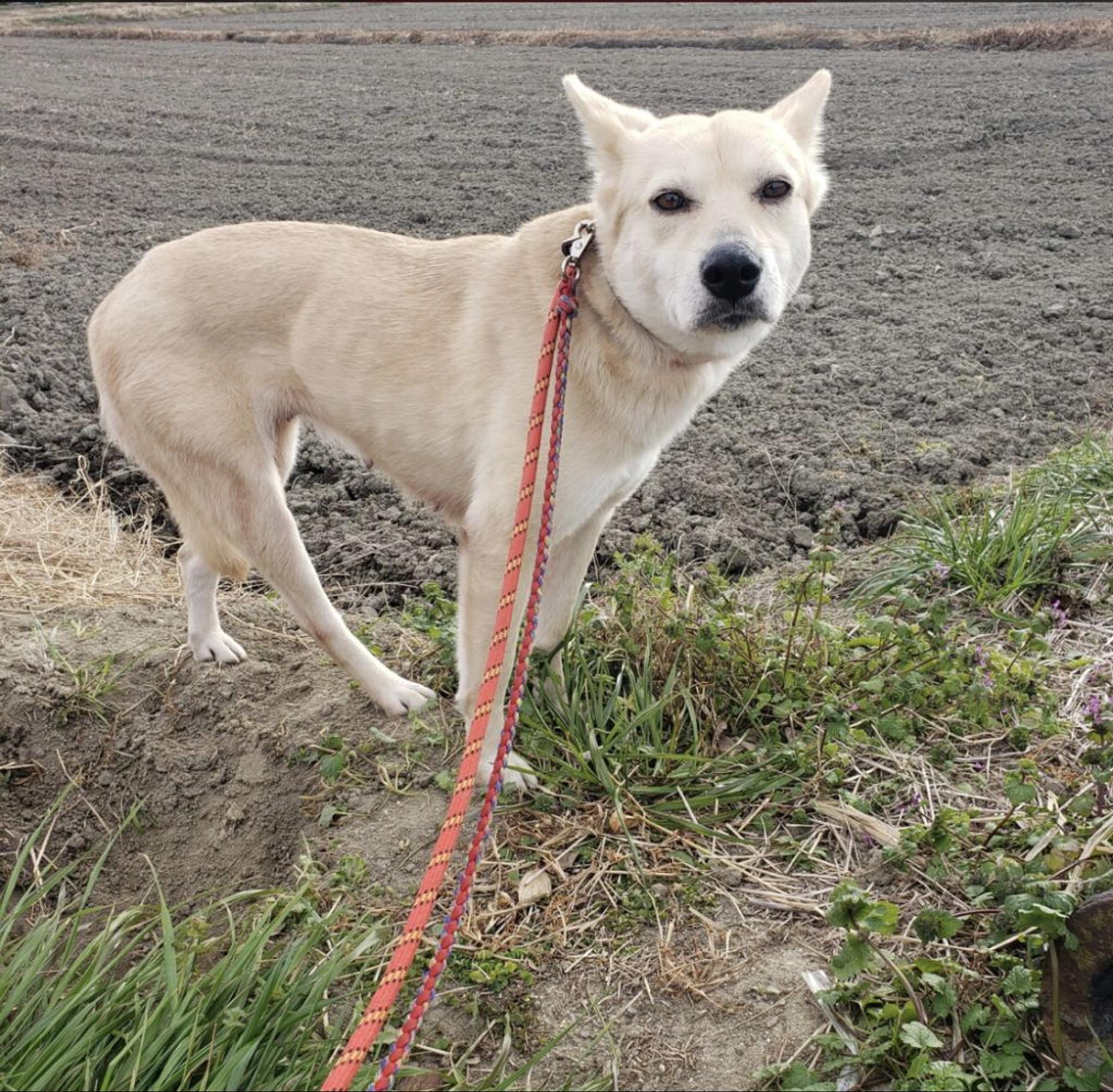 pet-image-7