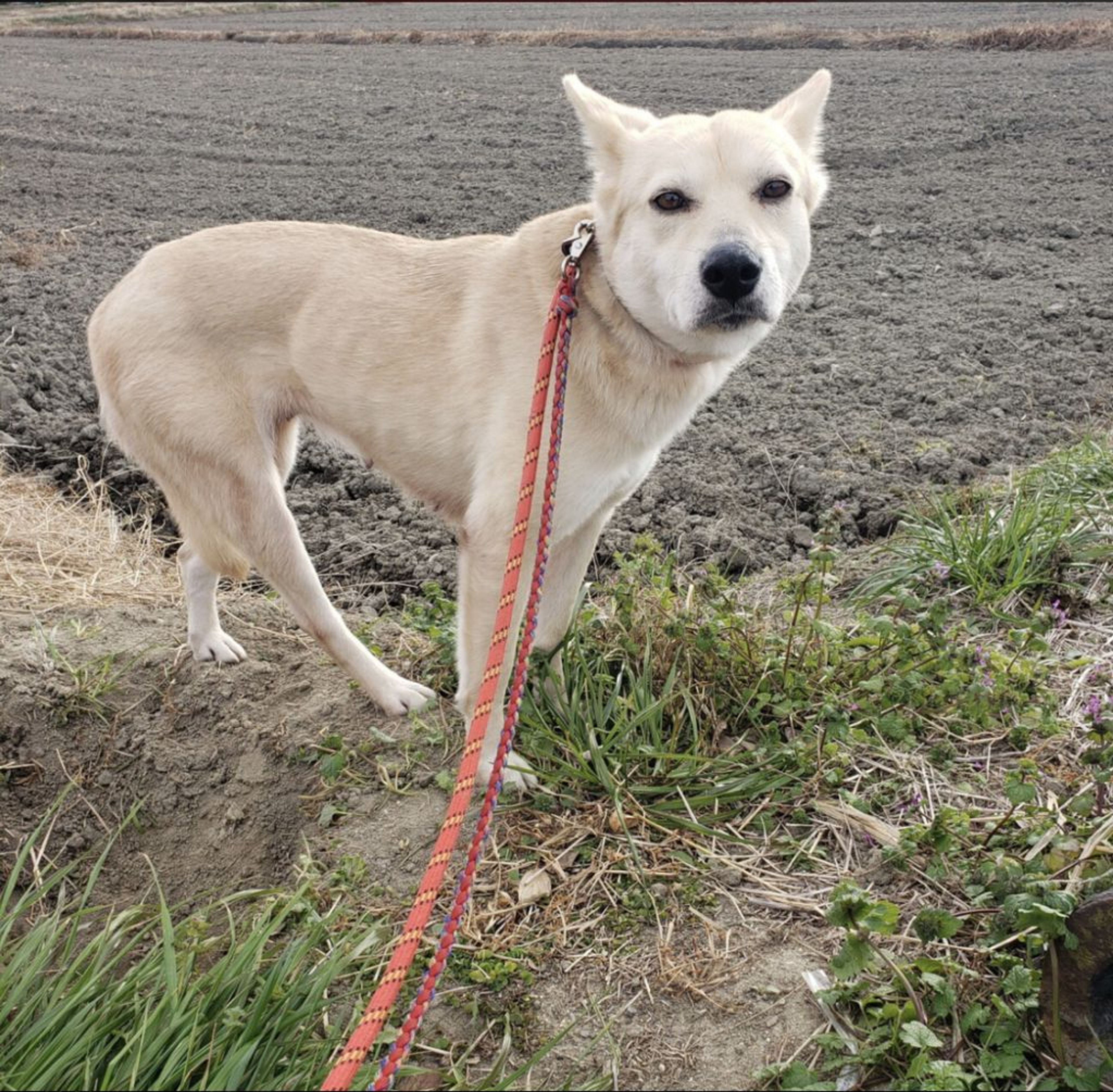 pet-image-7