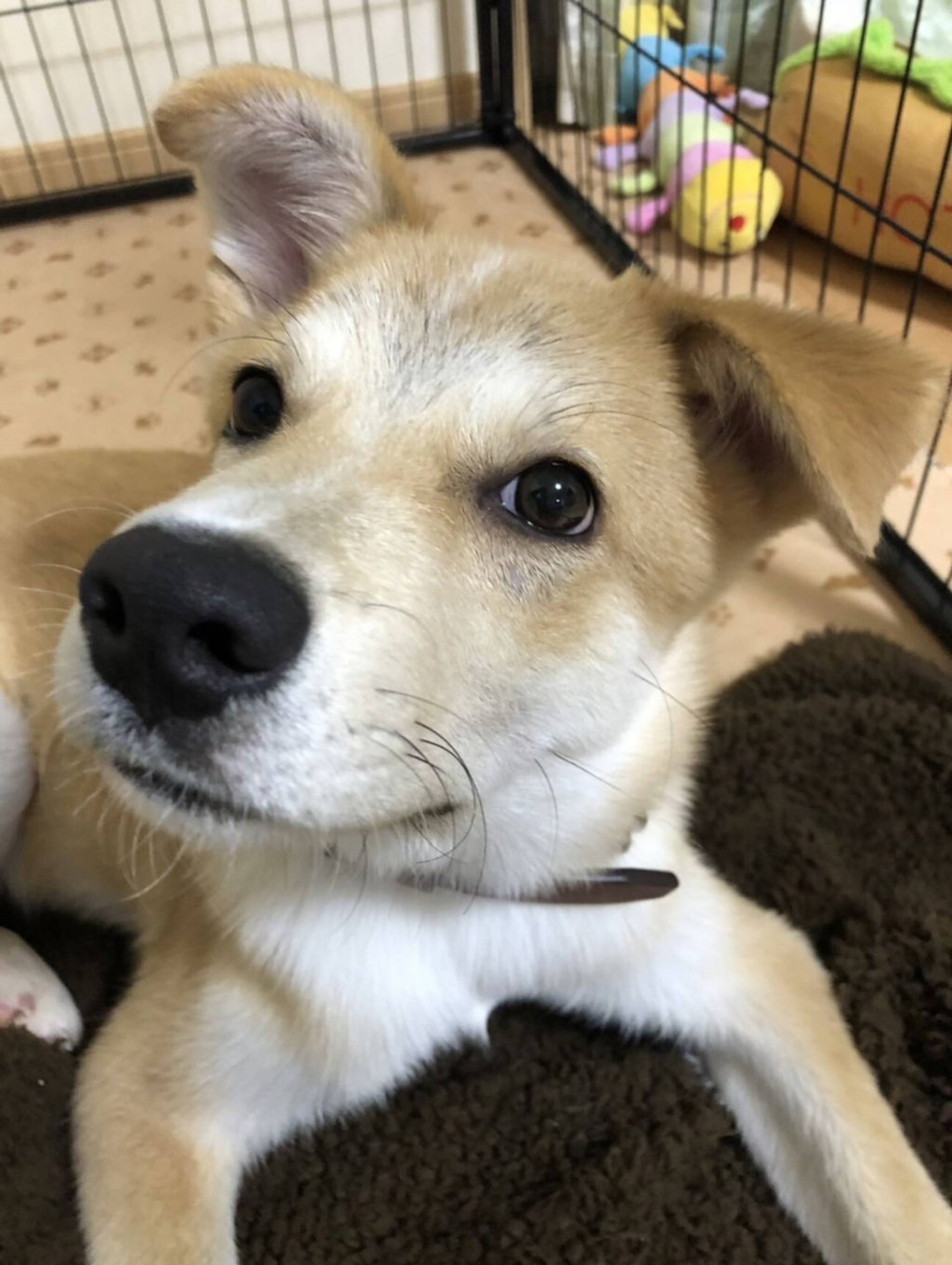 雑種（ミックス犬）・オスの里親募集の写真