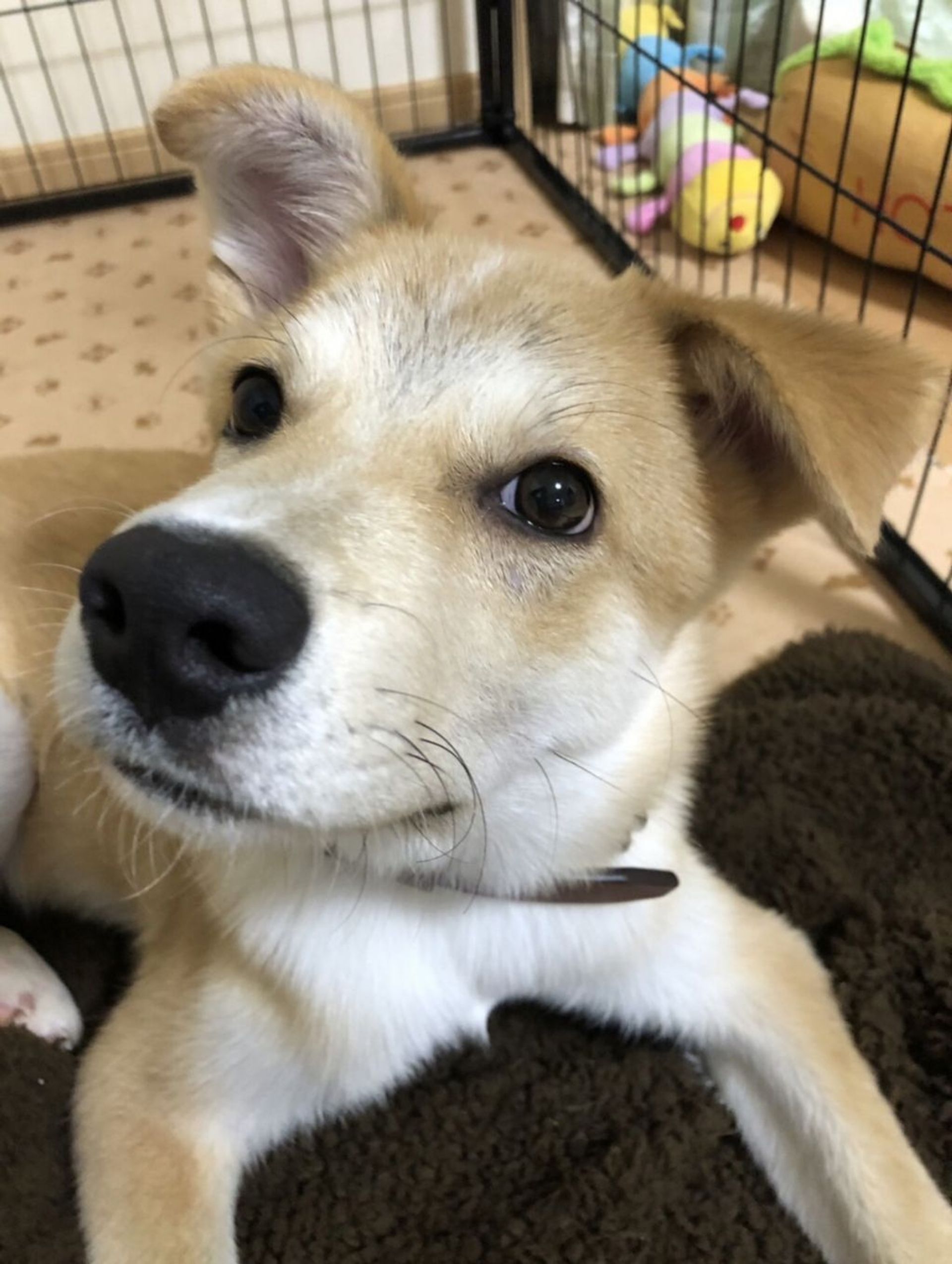 雑種（ミックス犬）・オスの里親募集の写真