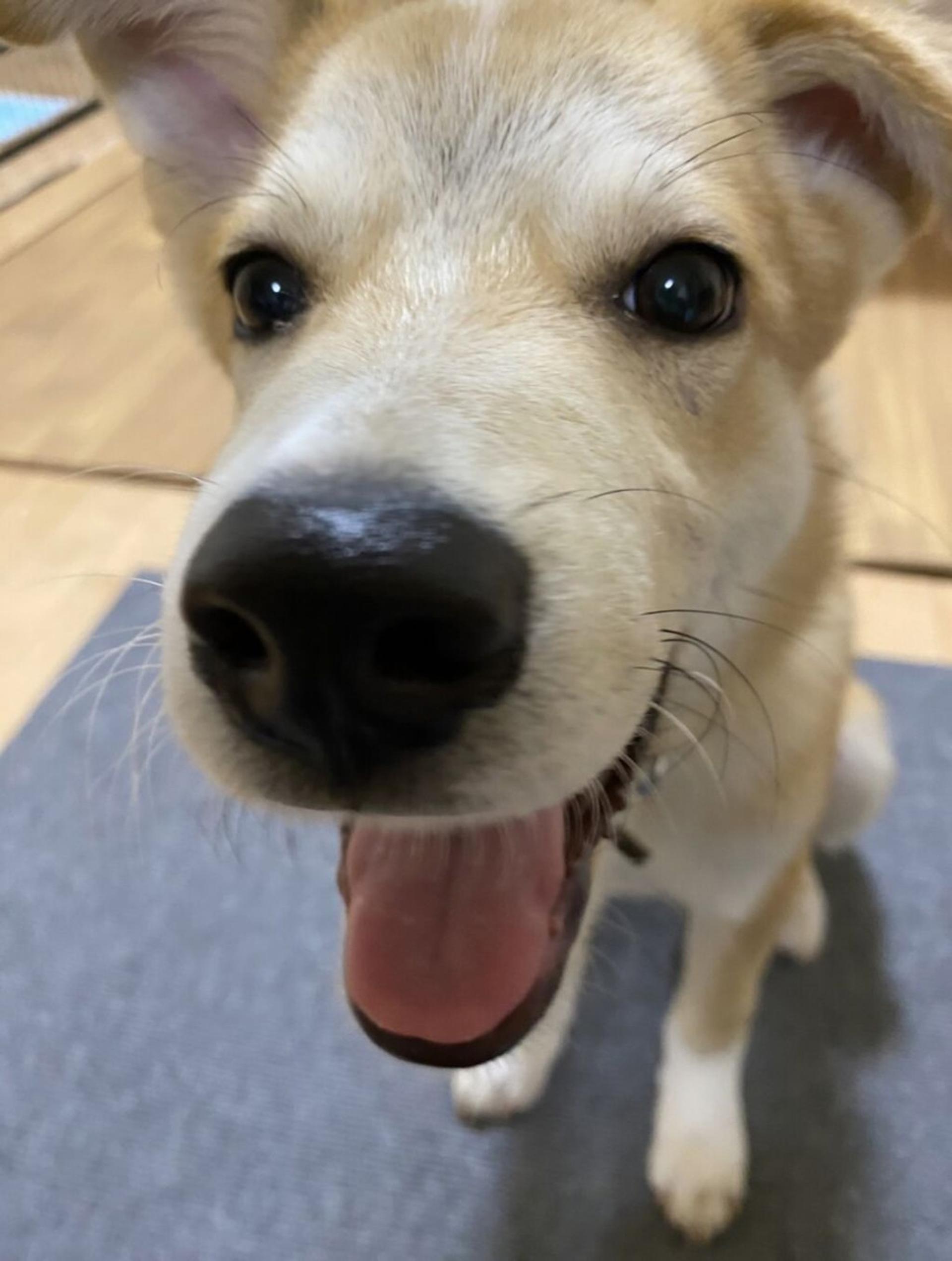 pet-image-2