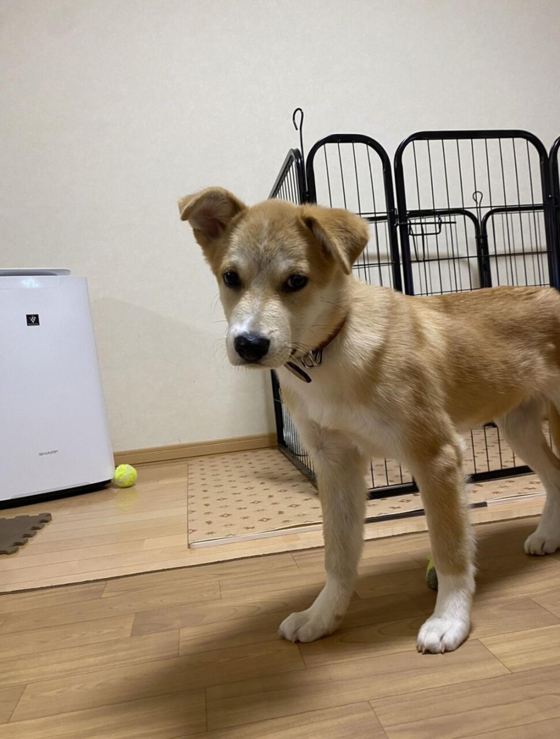 pet-image-4