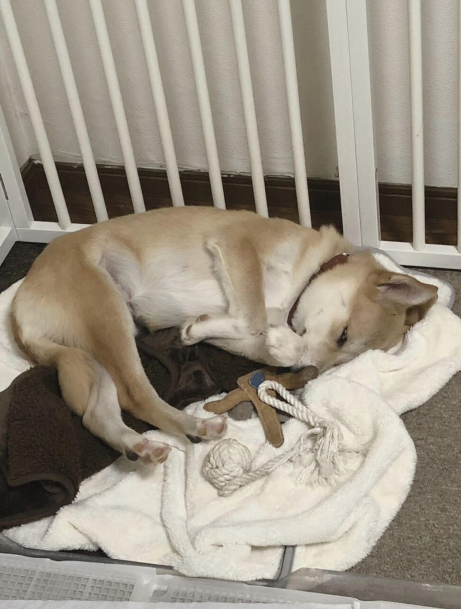 pet-image-5