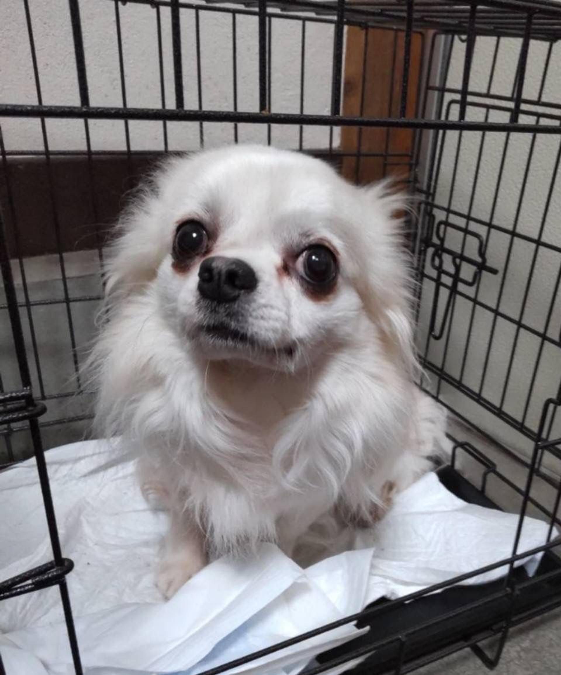 pet-image-3
